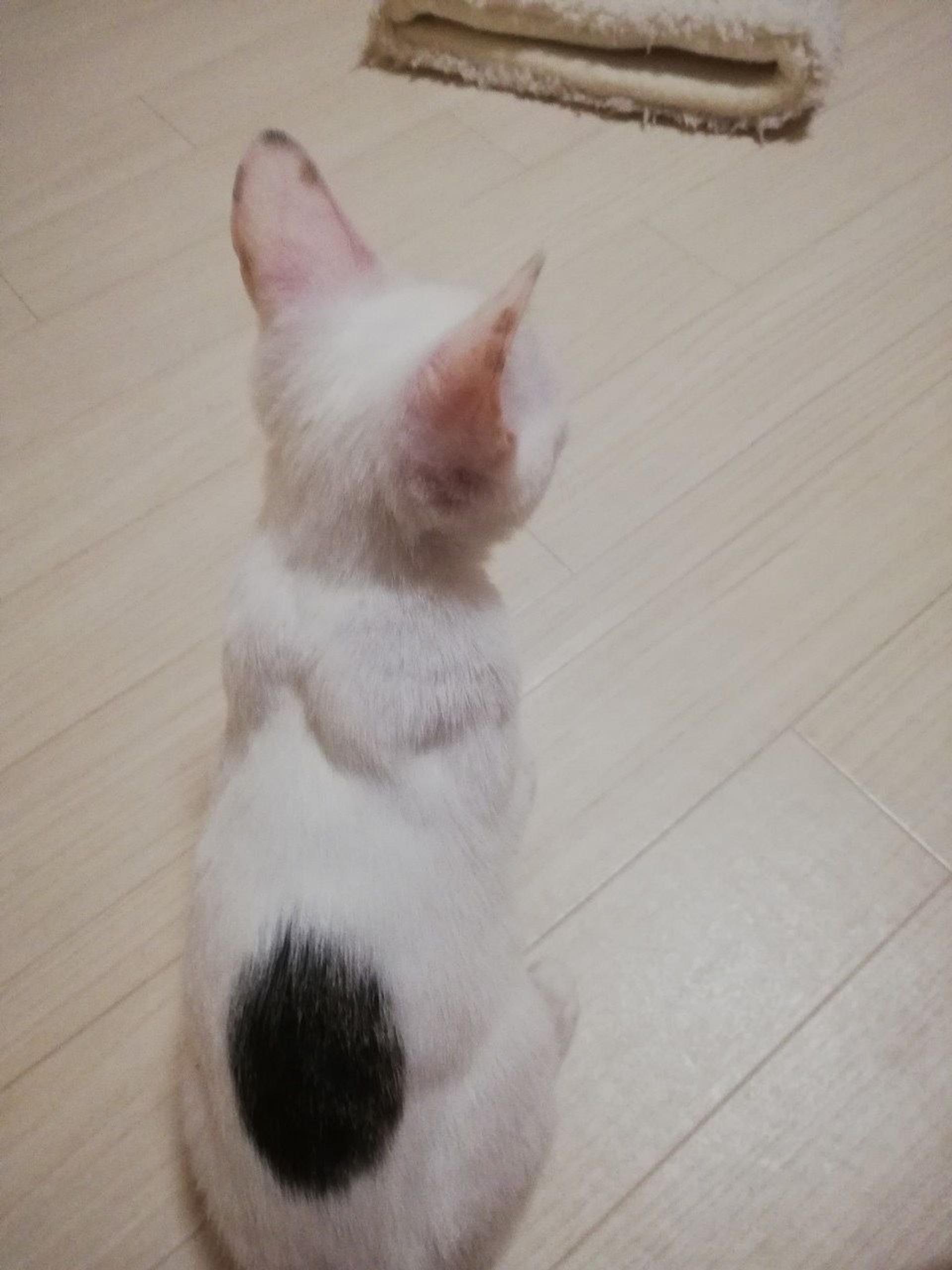 pet-image-7