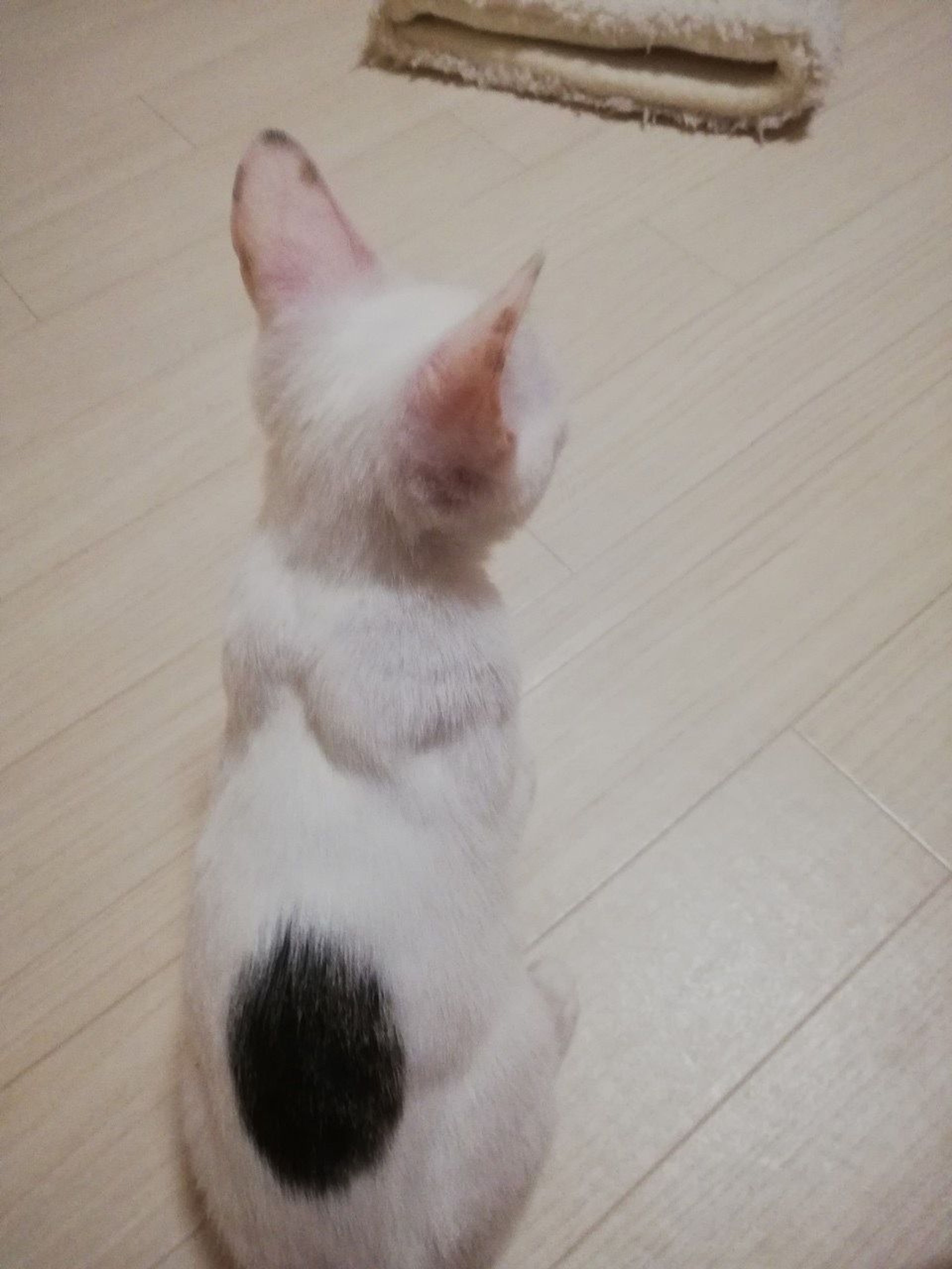 pet-image-7
