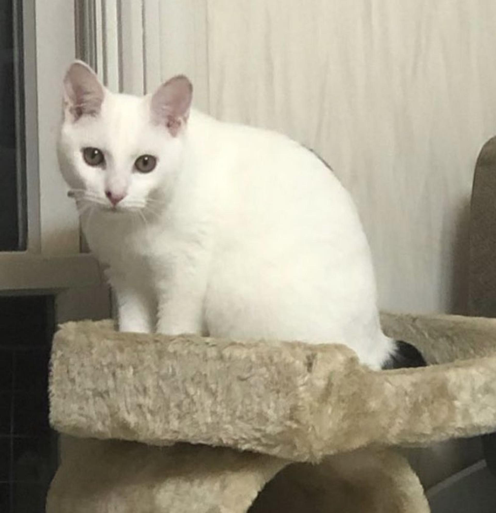 pet-image-2