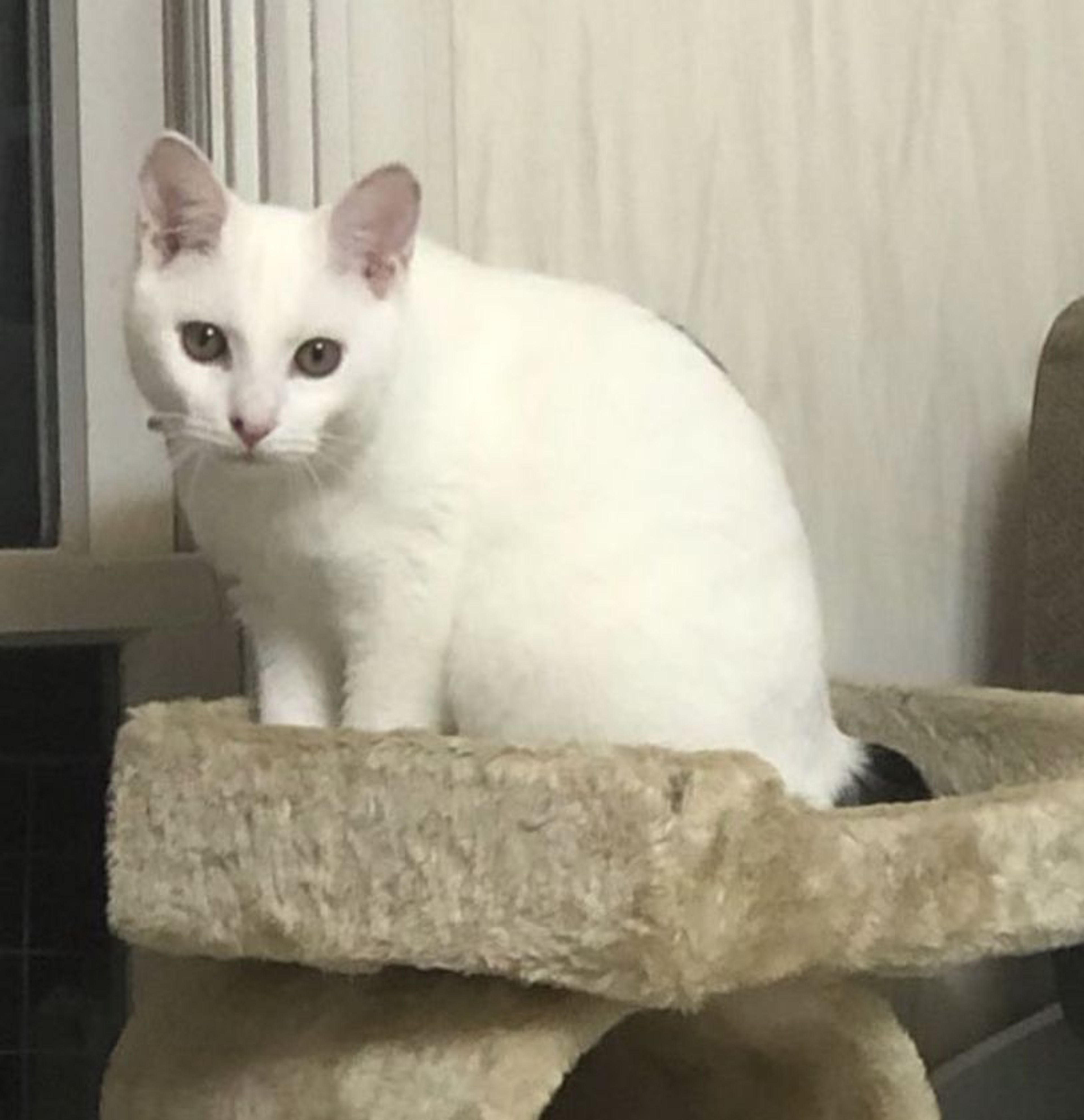 pet-image-2