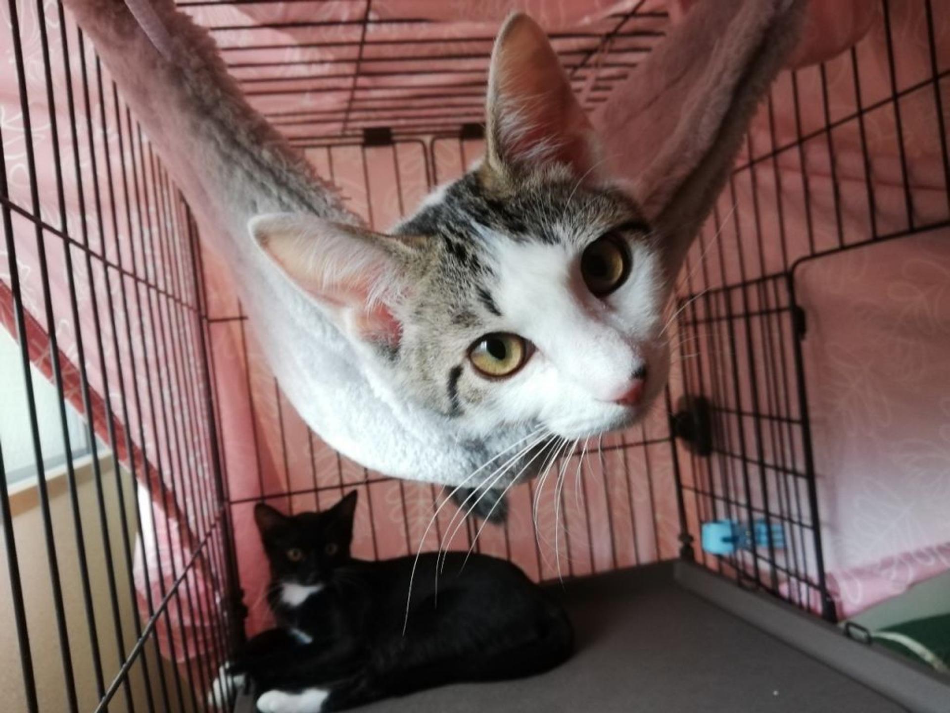 pet-image-2