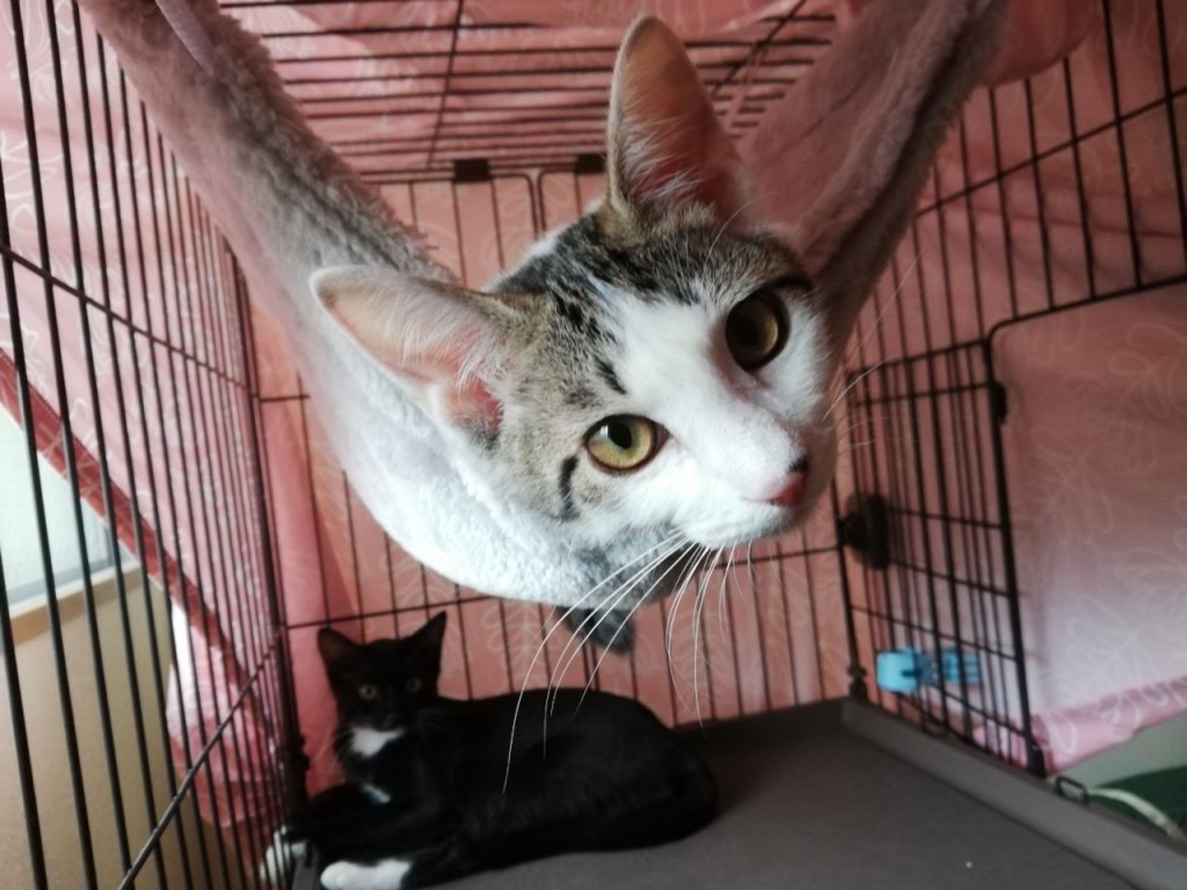 pet-image-2