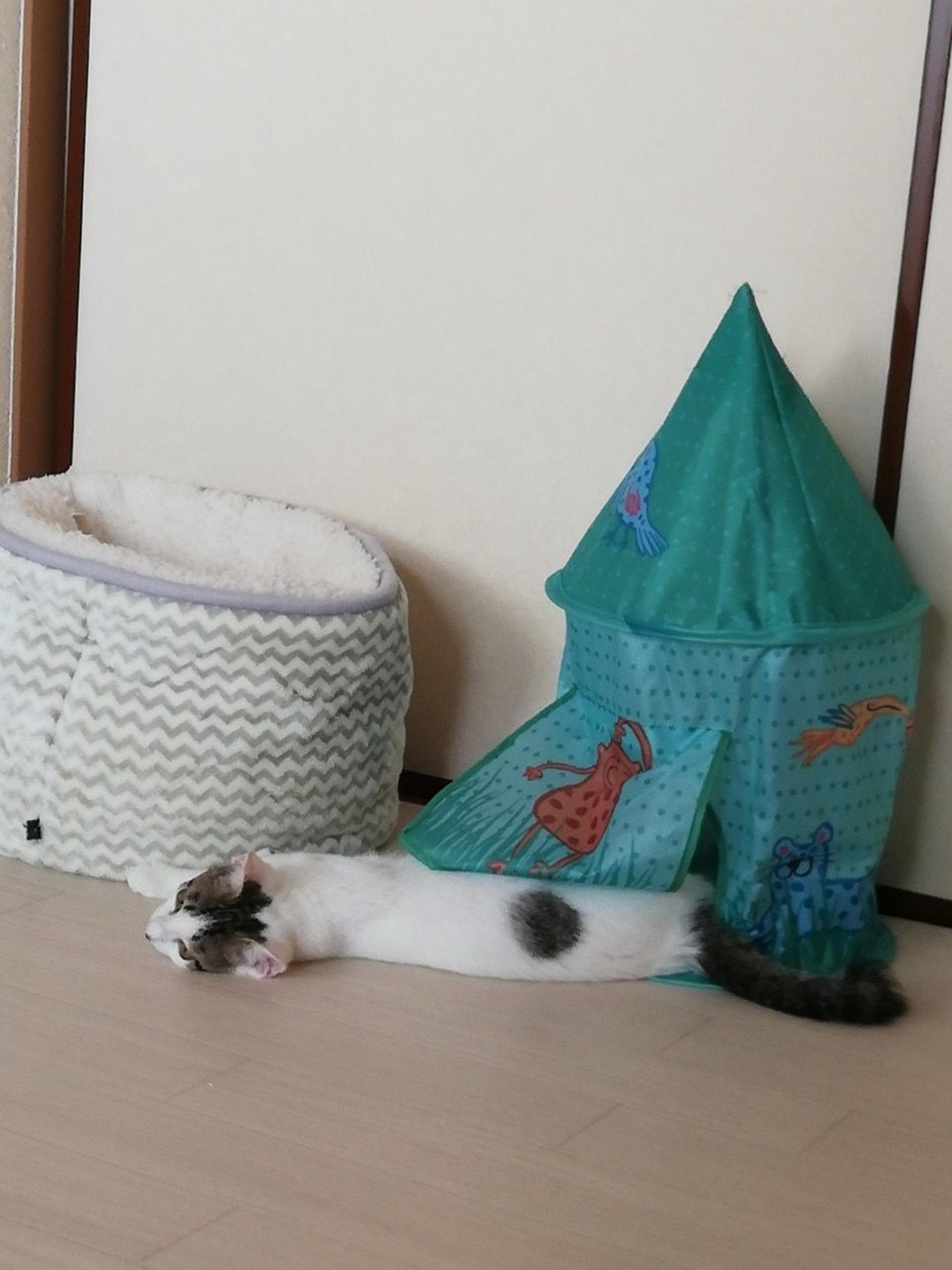 pet-image-4