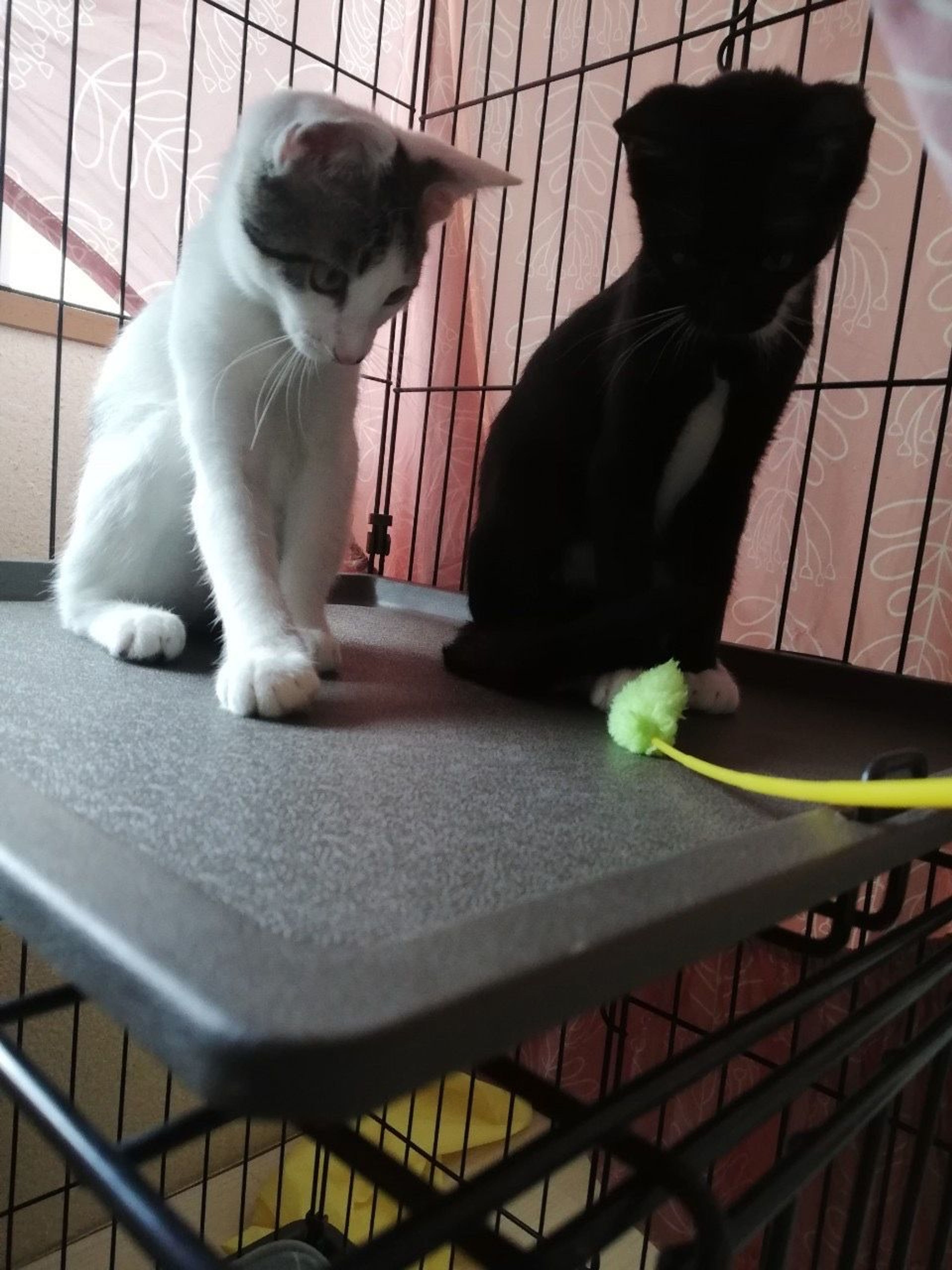 pet-image-5