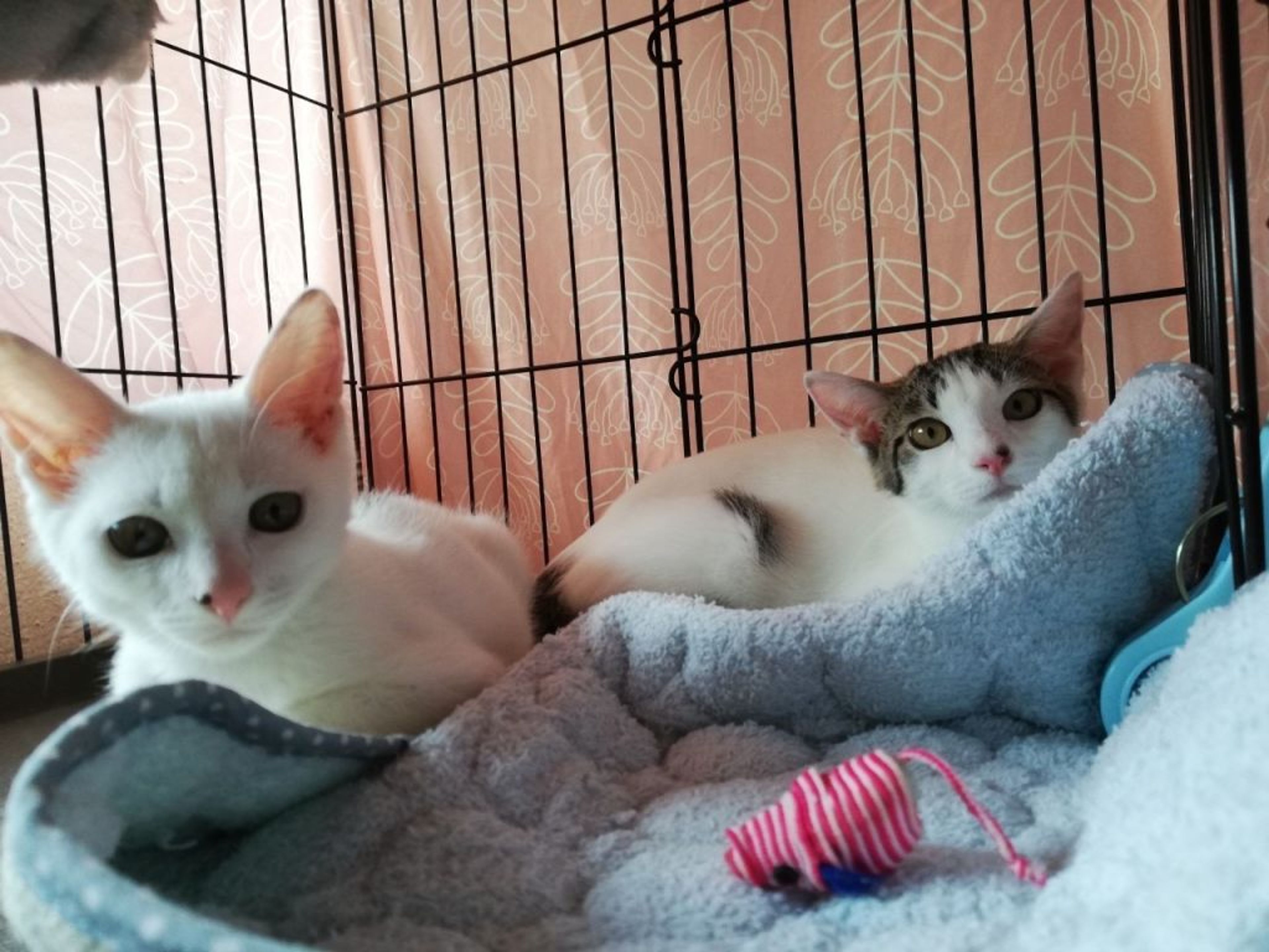 pet-image-6