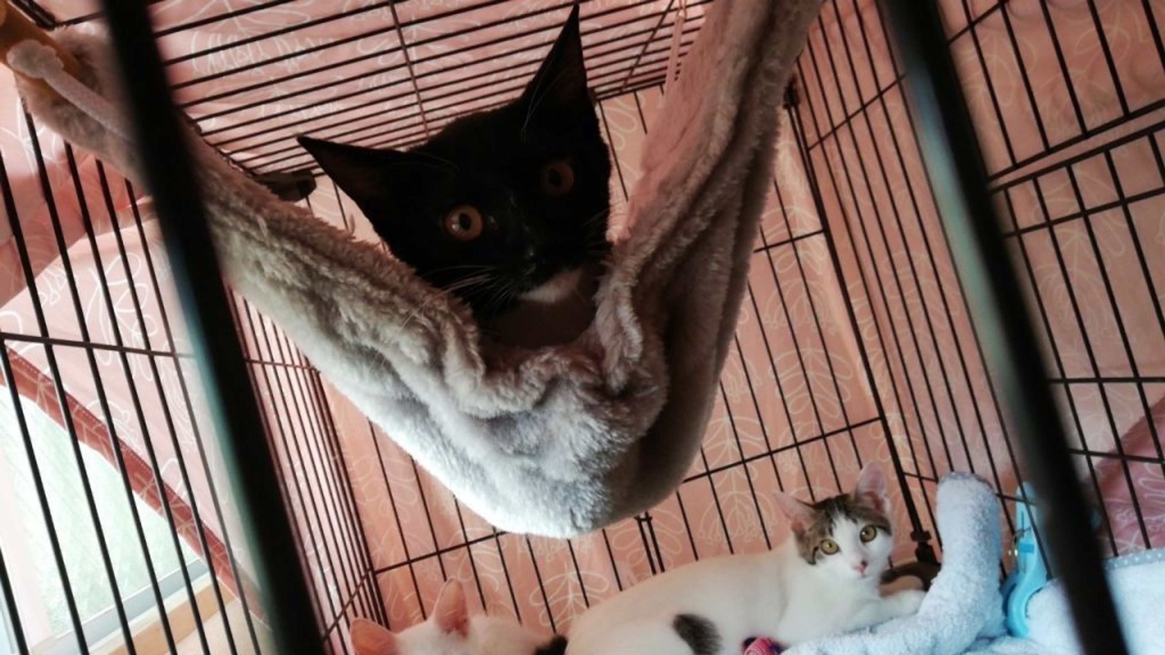 pet-image-5