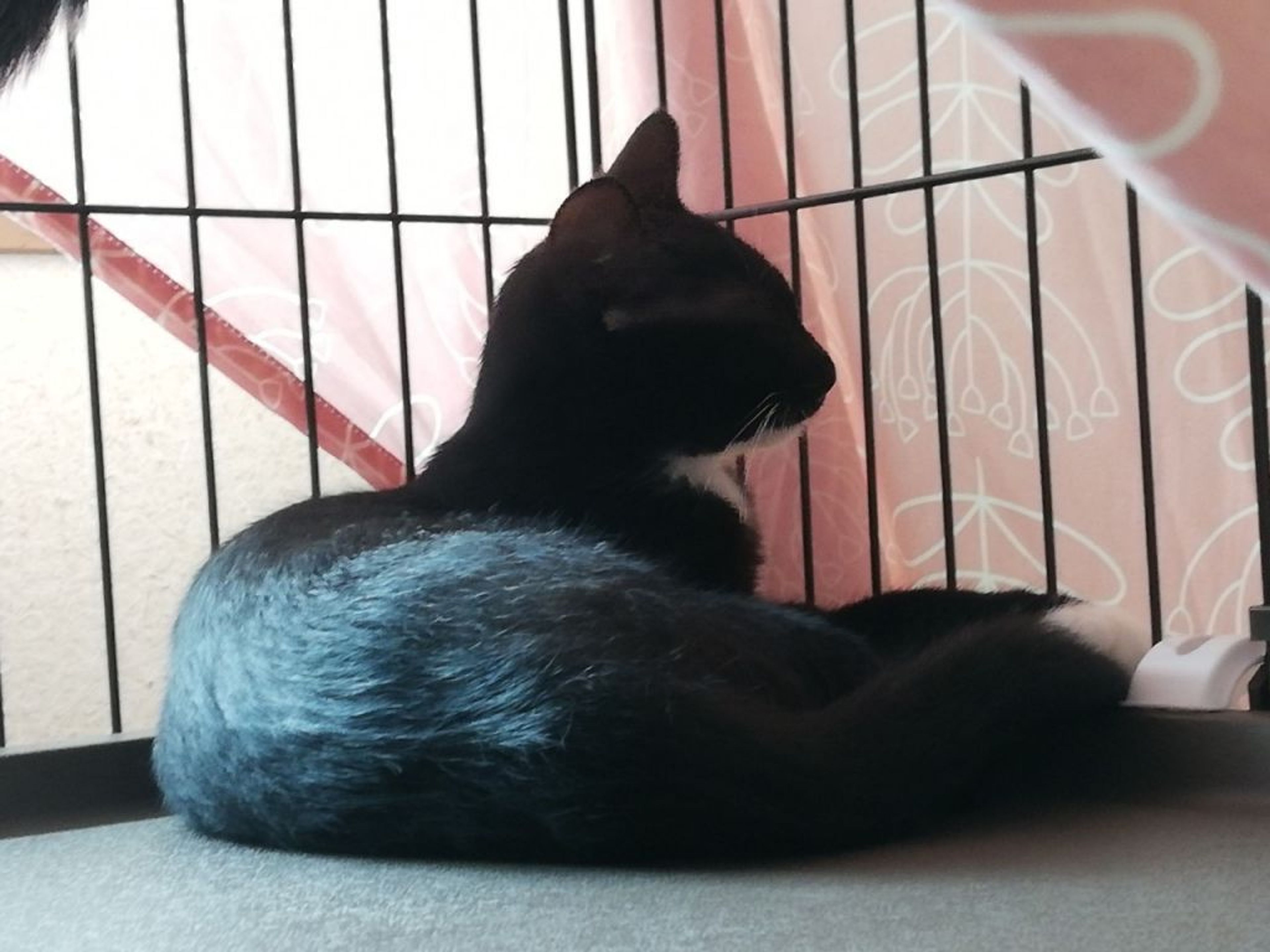 pet-image-6