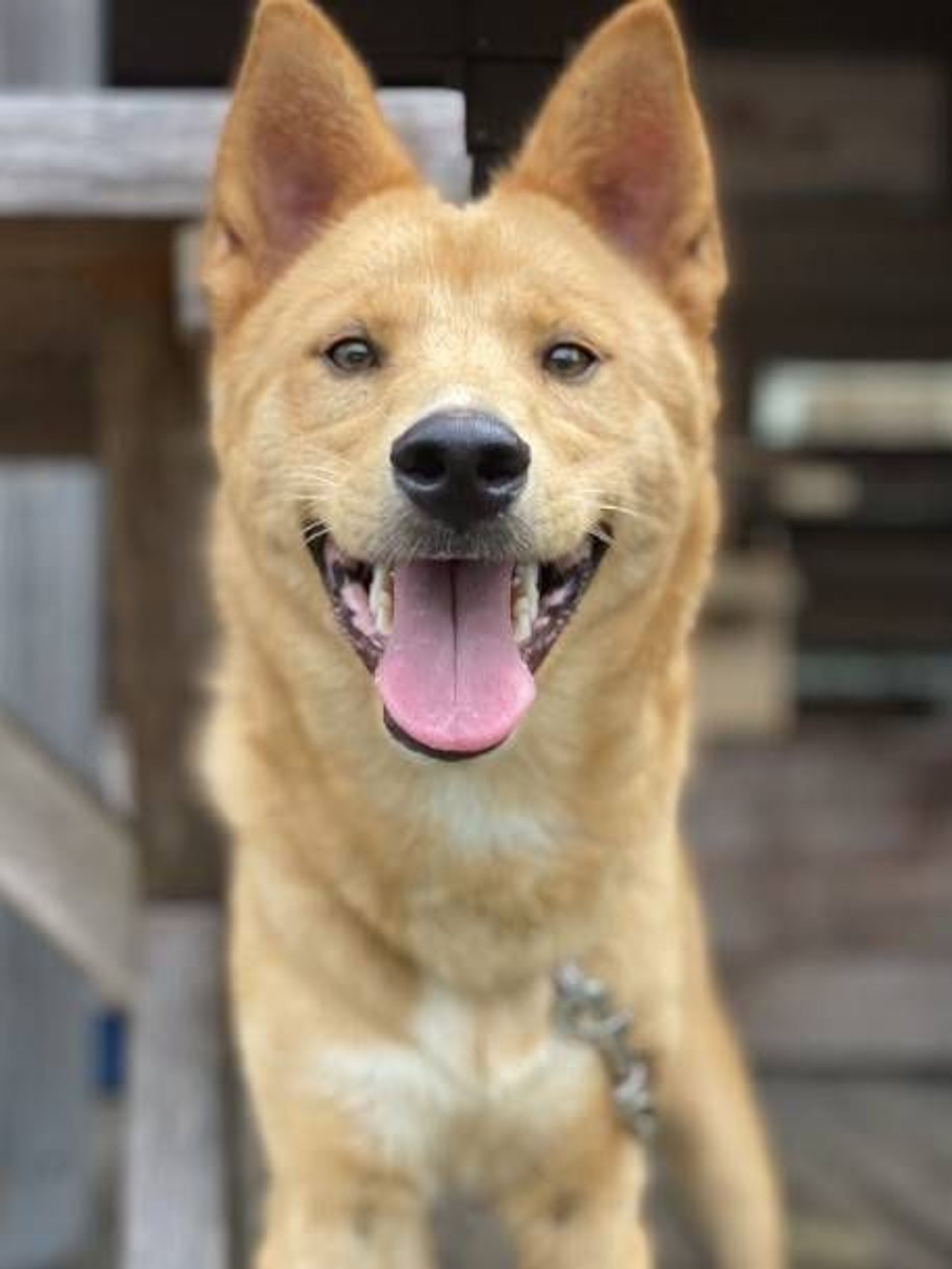 雑種（ミックス犬）・オスの里親募集の写真