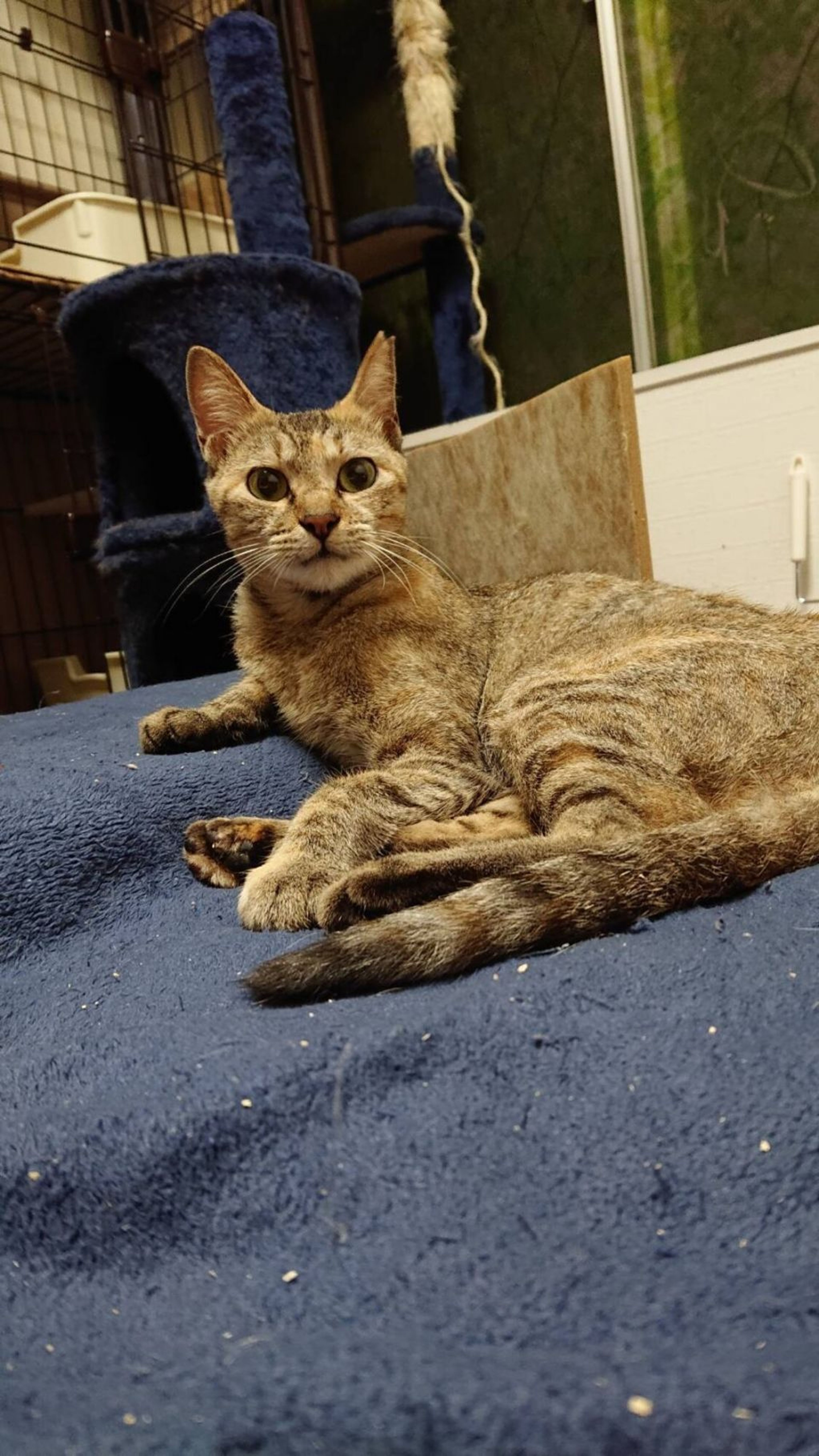 日本猫・メスの里親募集の写真
