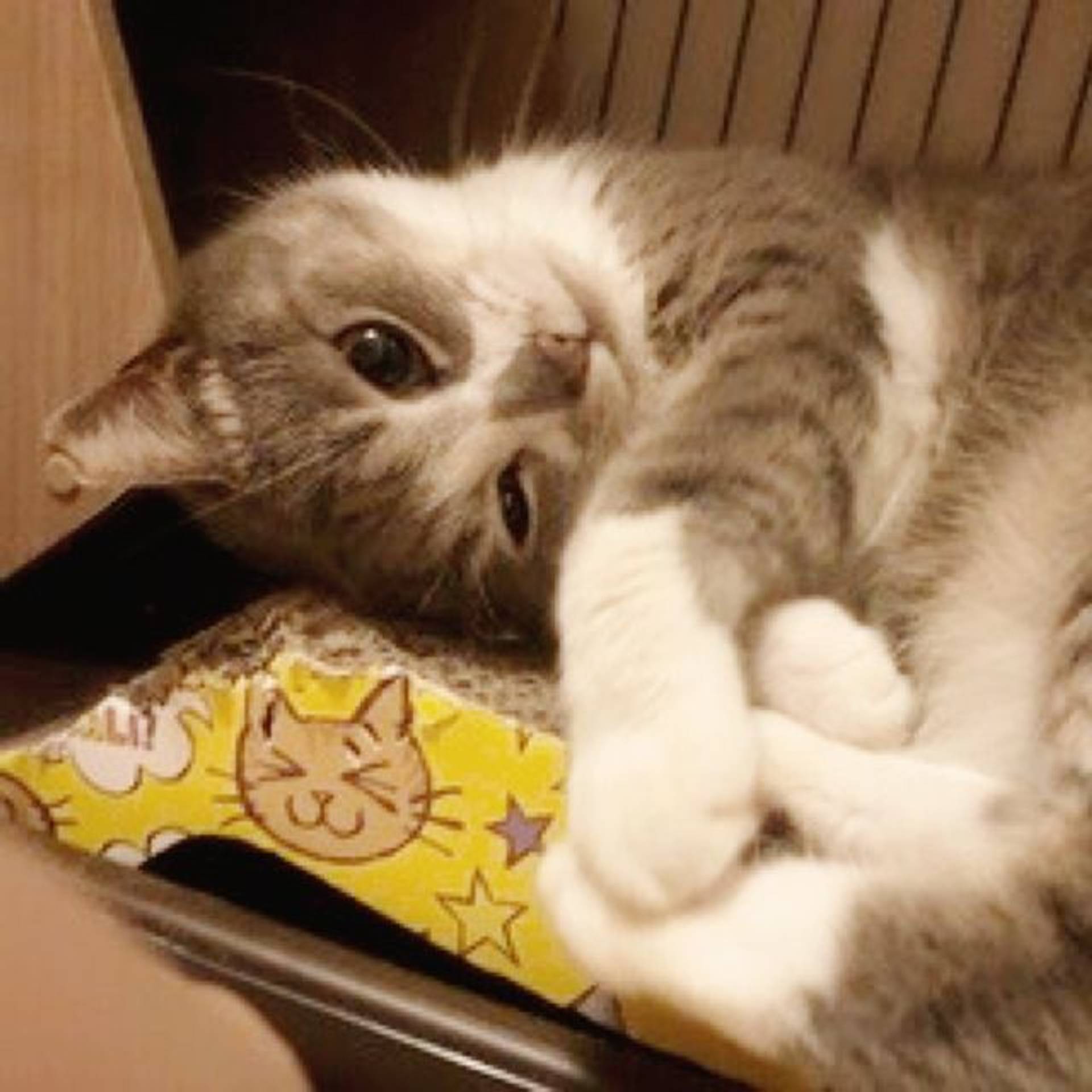 雑種（ミックス猫）・メスの里親募集の写真