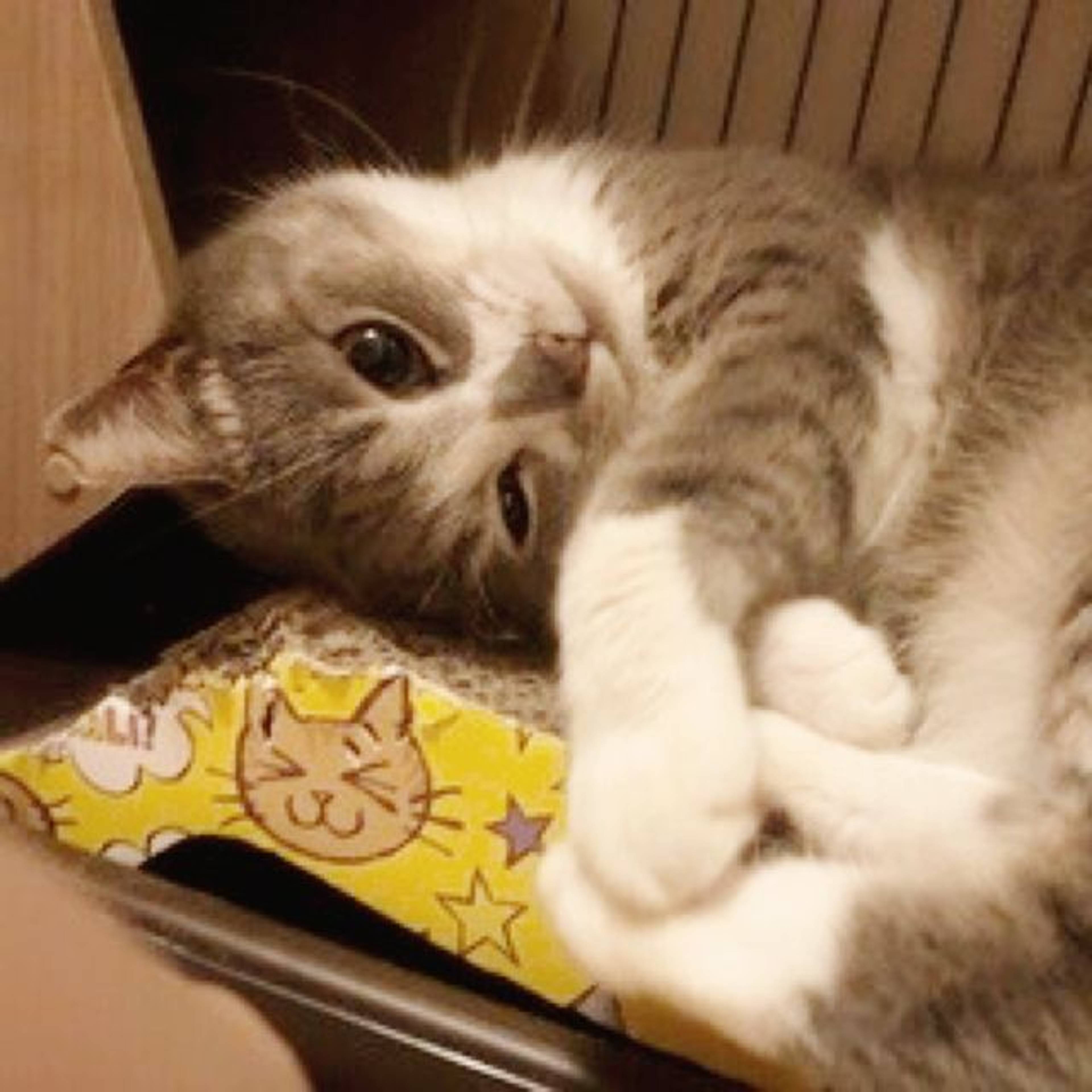 雑種（ミックス猫）・メスの里親募集の写真
