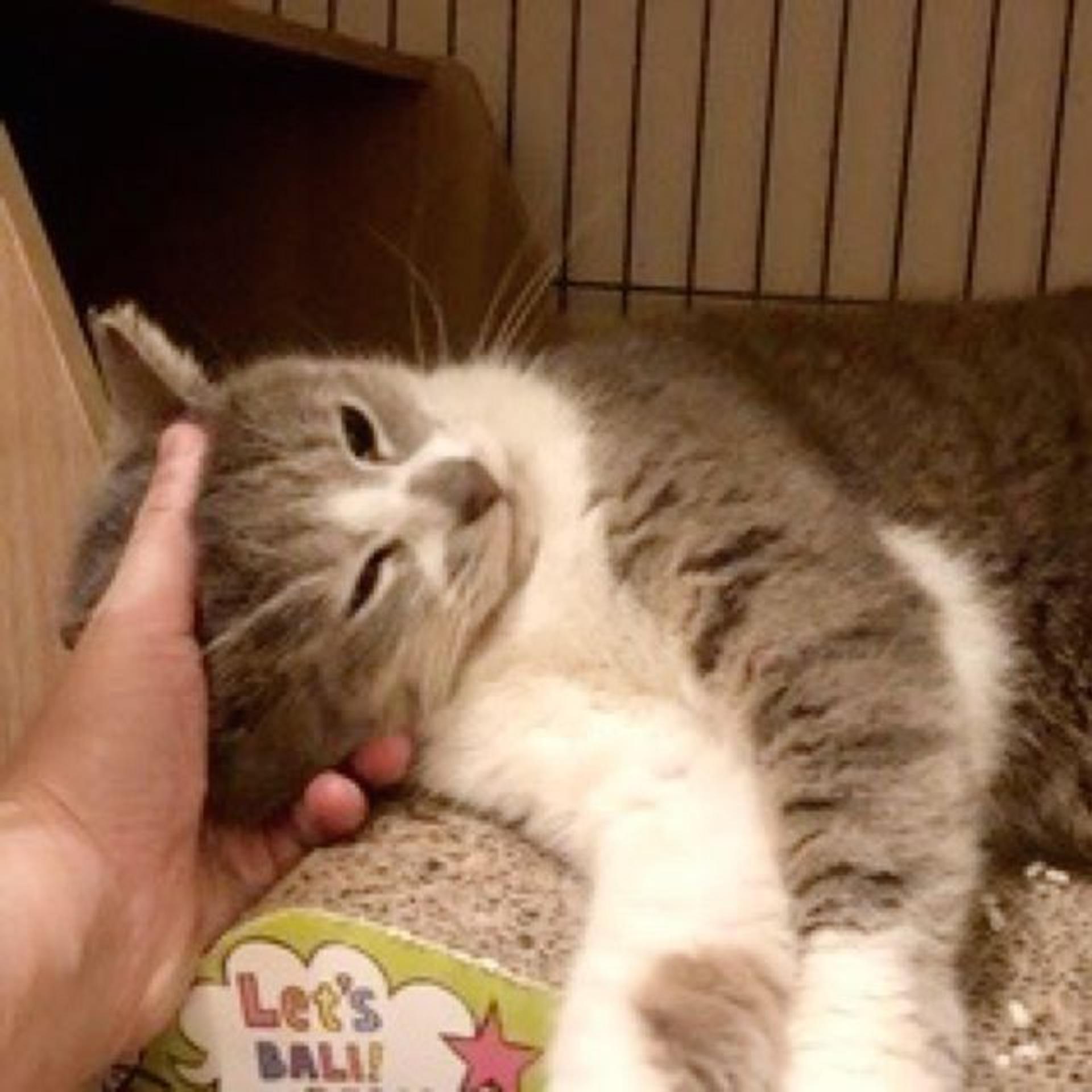 pet-image-3