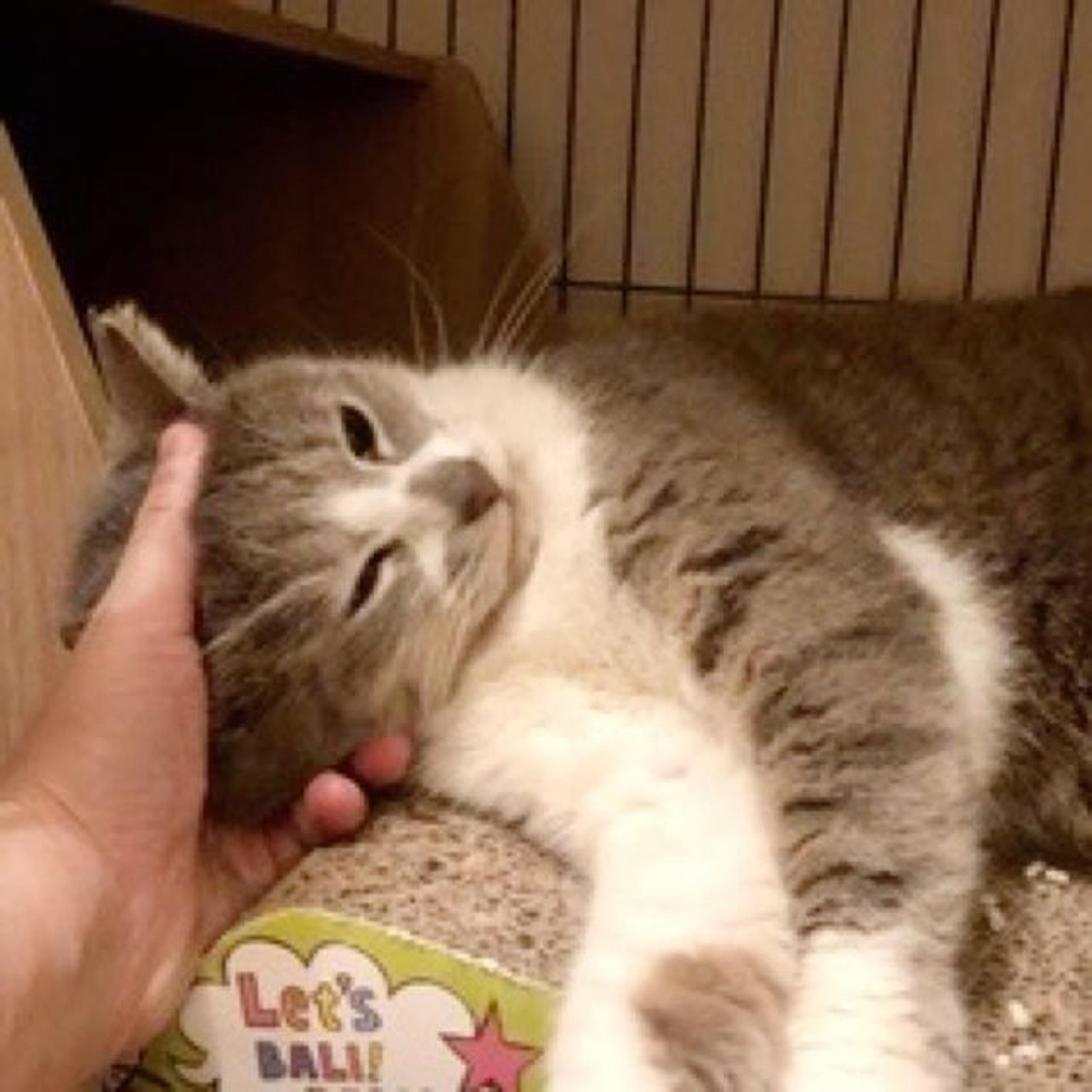 pet-image-3