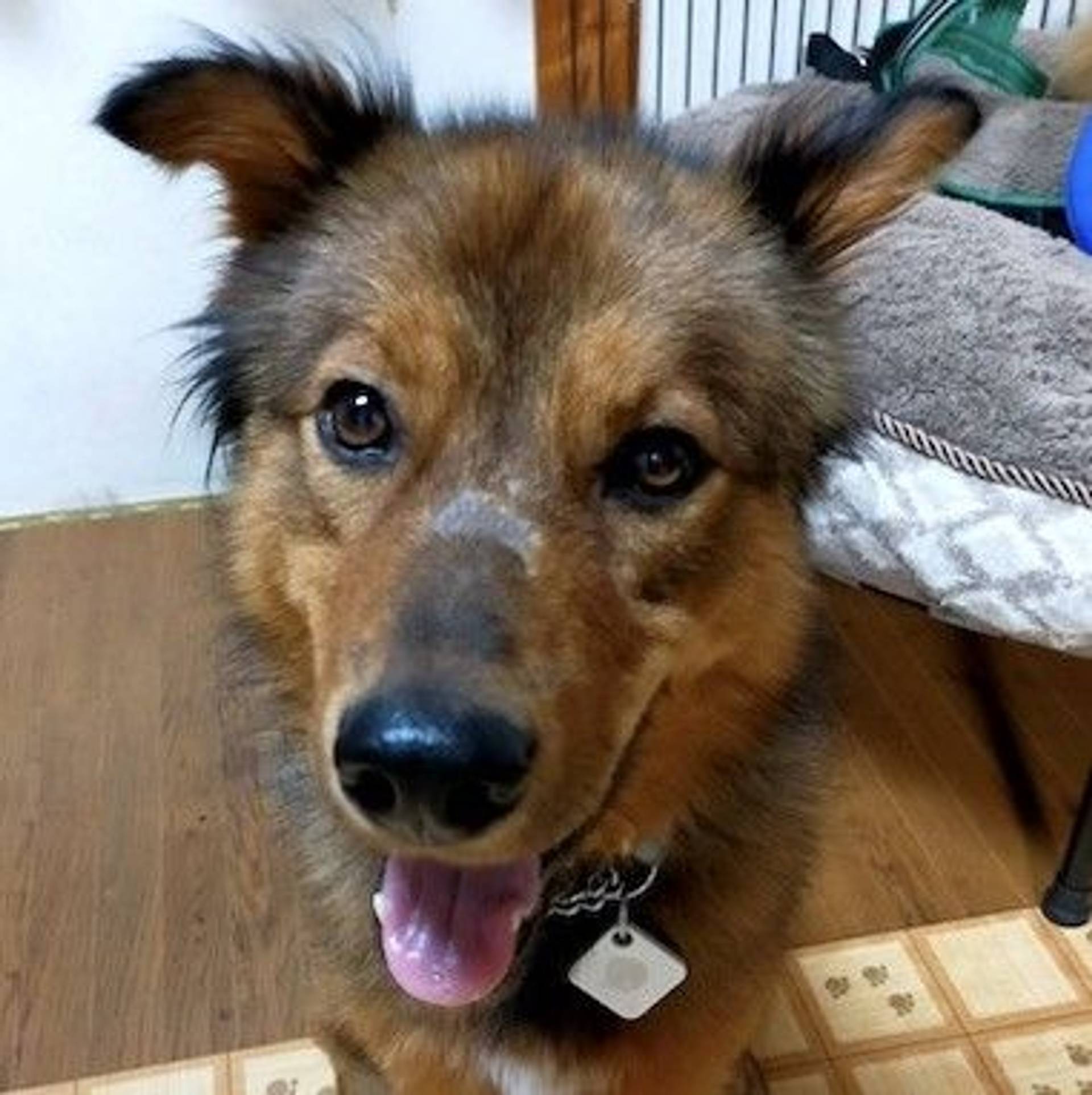 雑種（ミックス犬）・オスの里親募集の写真