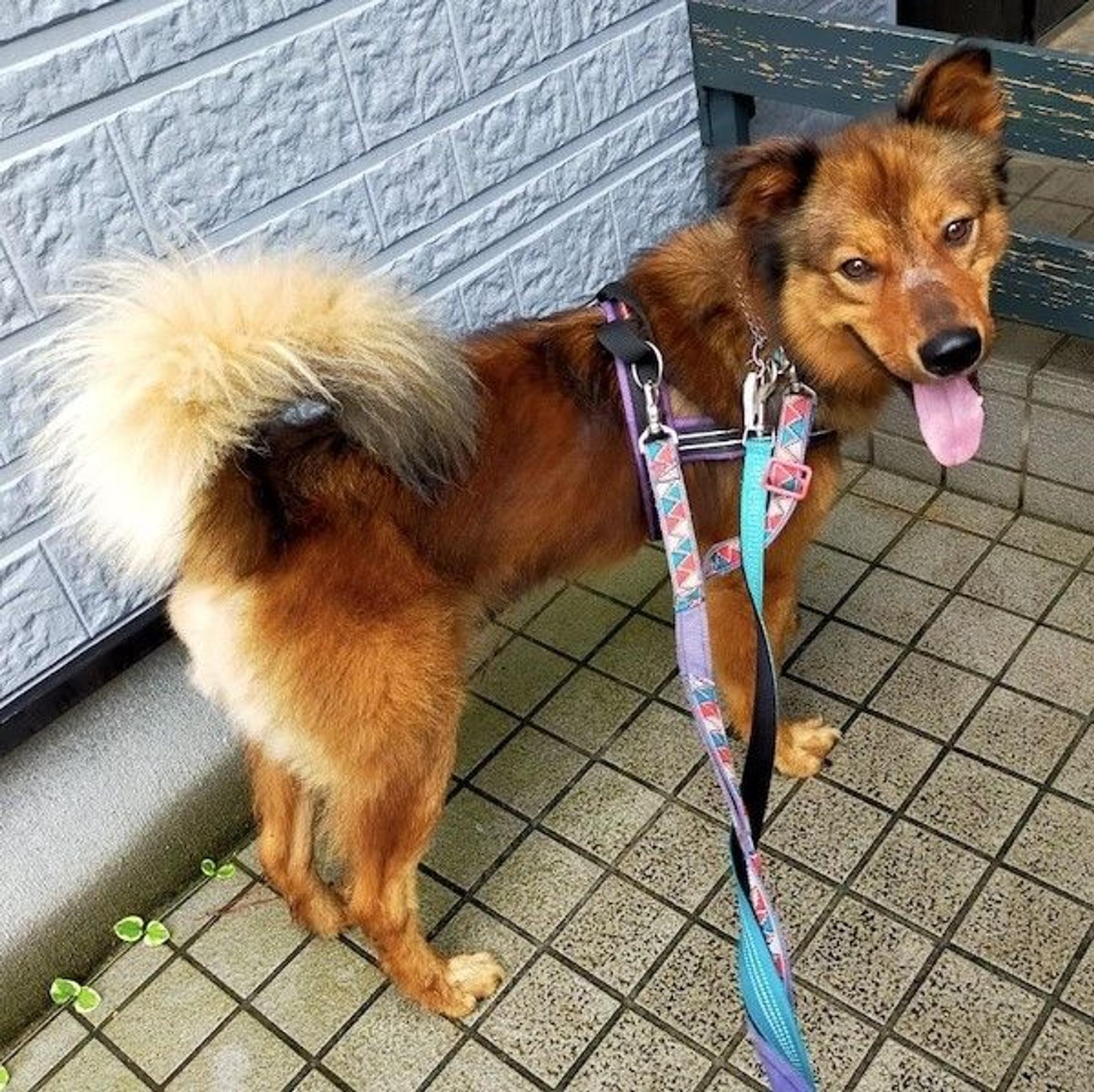 pet-image-4