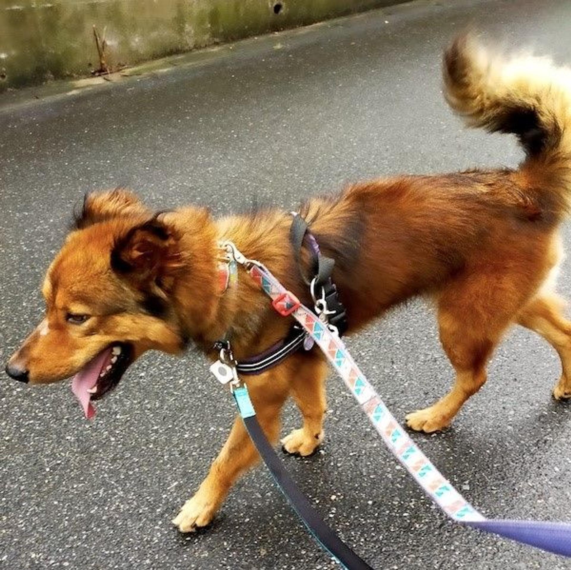 pet-image-3