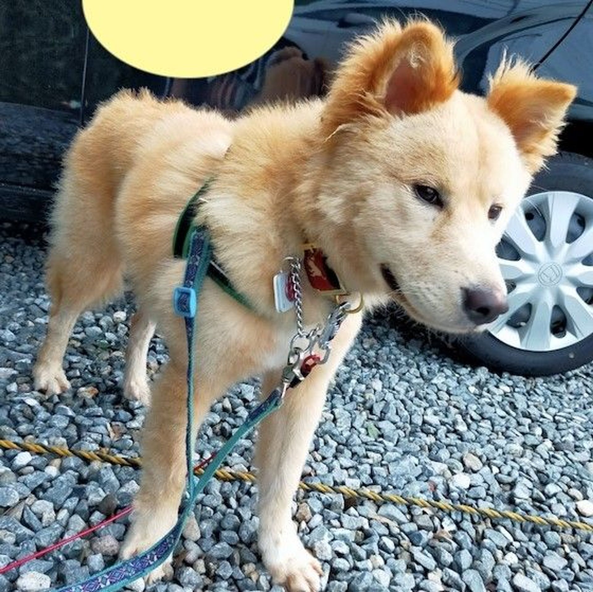雑種（ミックス犬）・オスの里親募集の写真