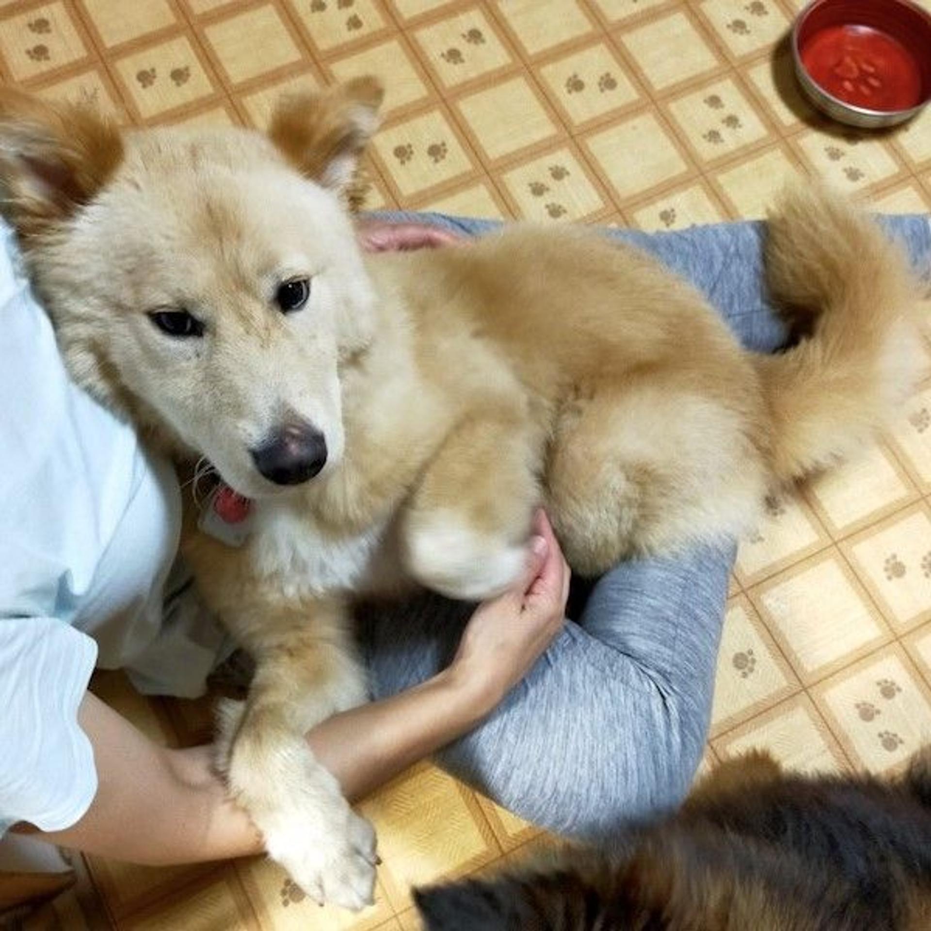 pet-image-2