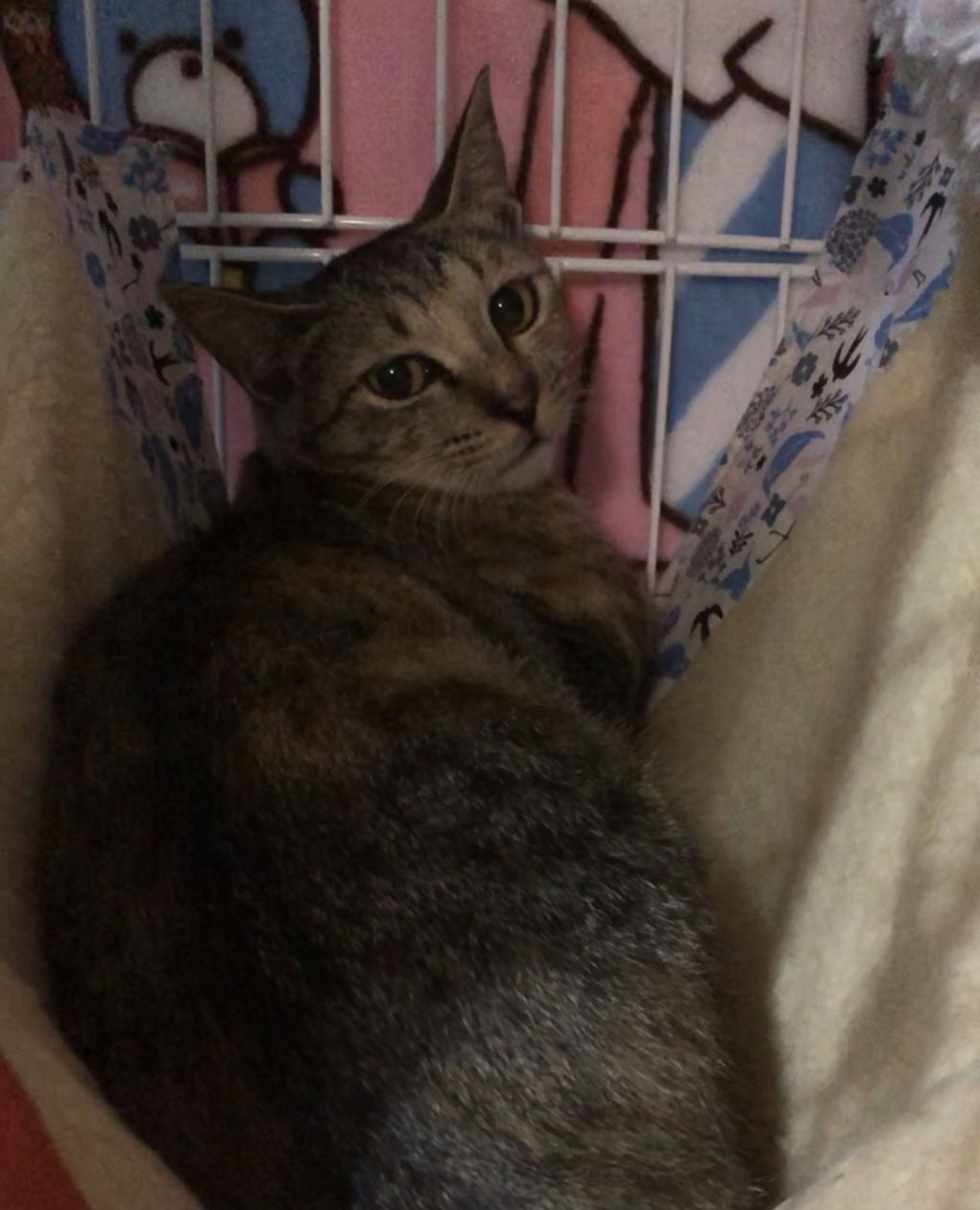 雑種（ミックス猫）・メスの里親募集の写真