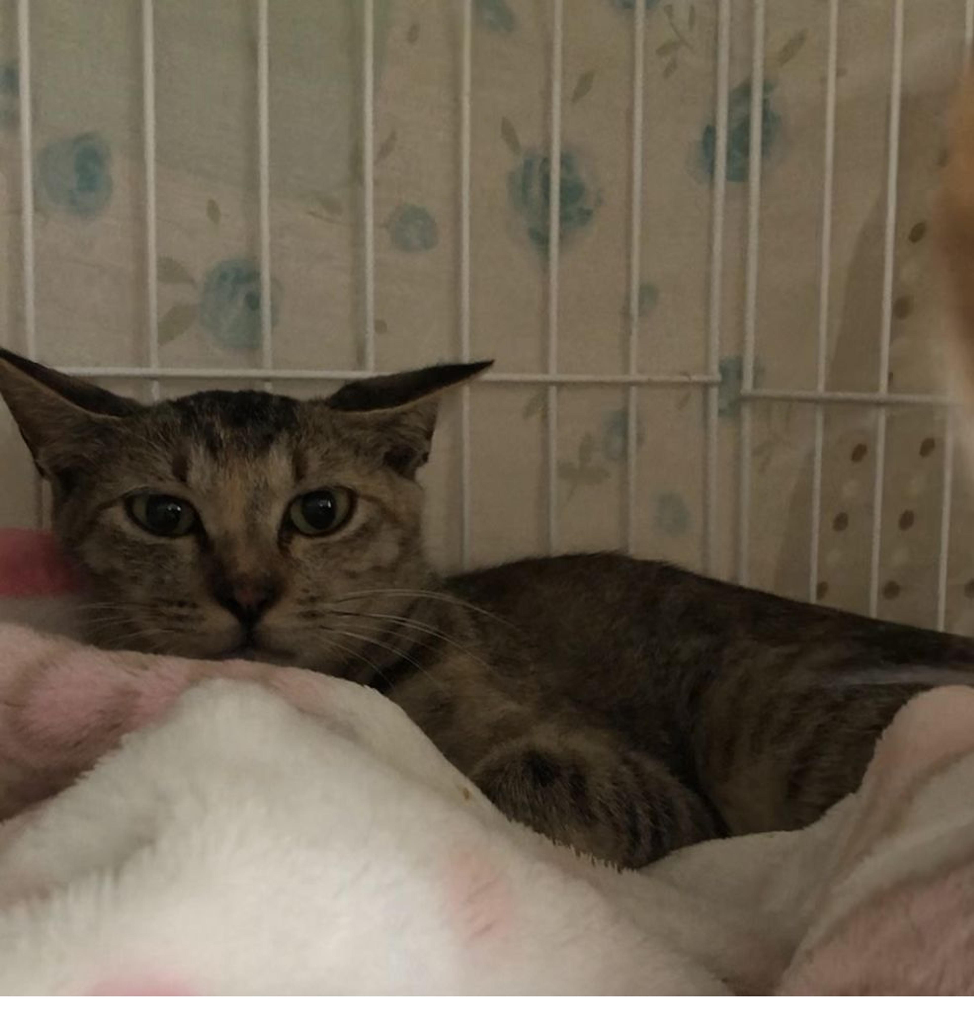 pet-image-3