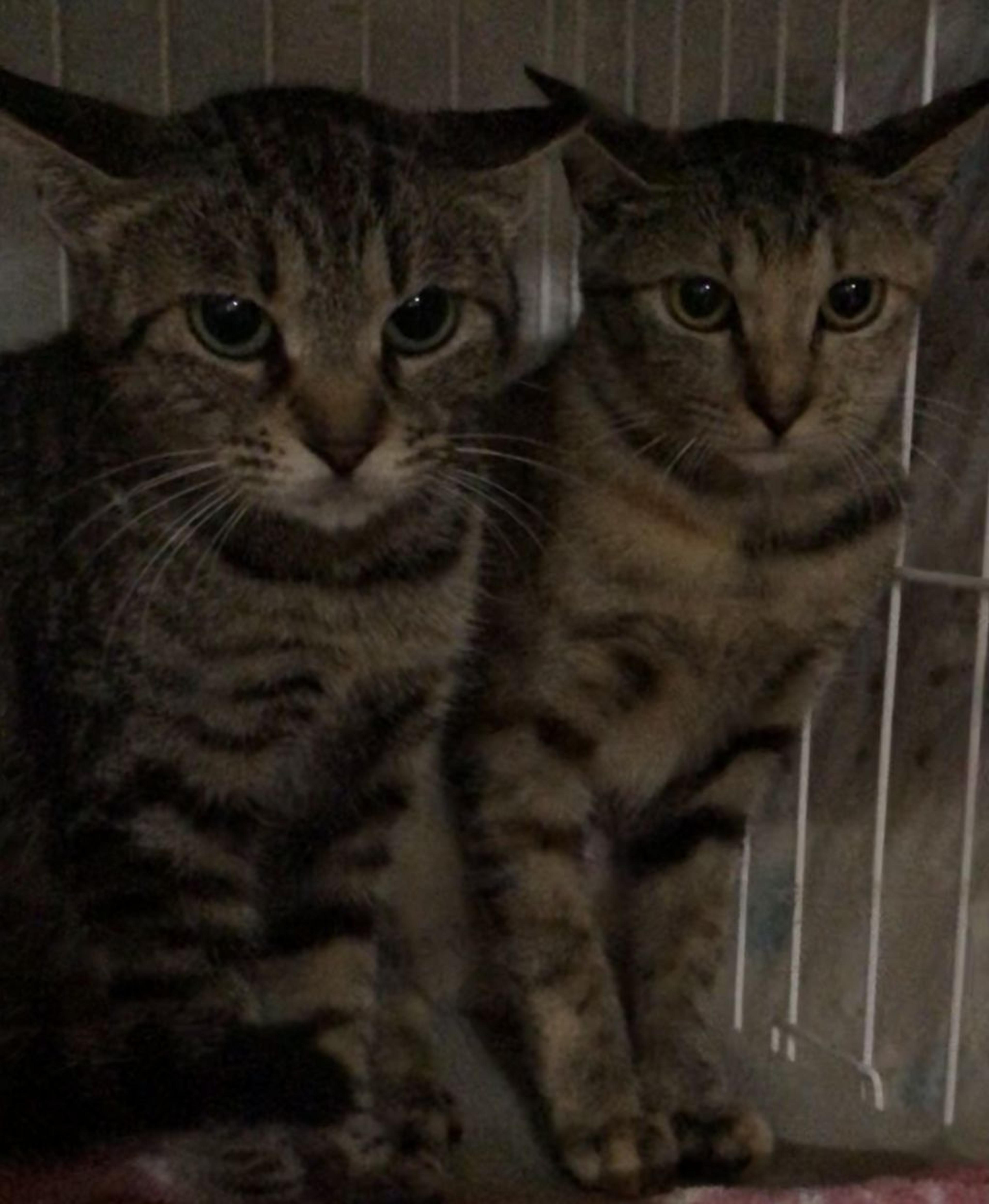 pet-image-4