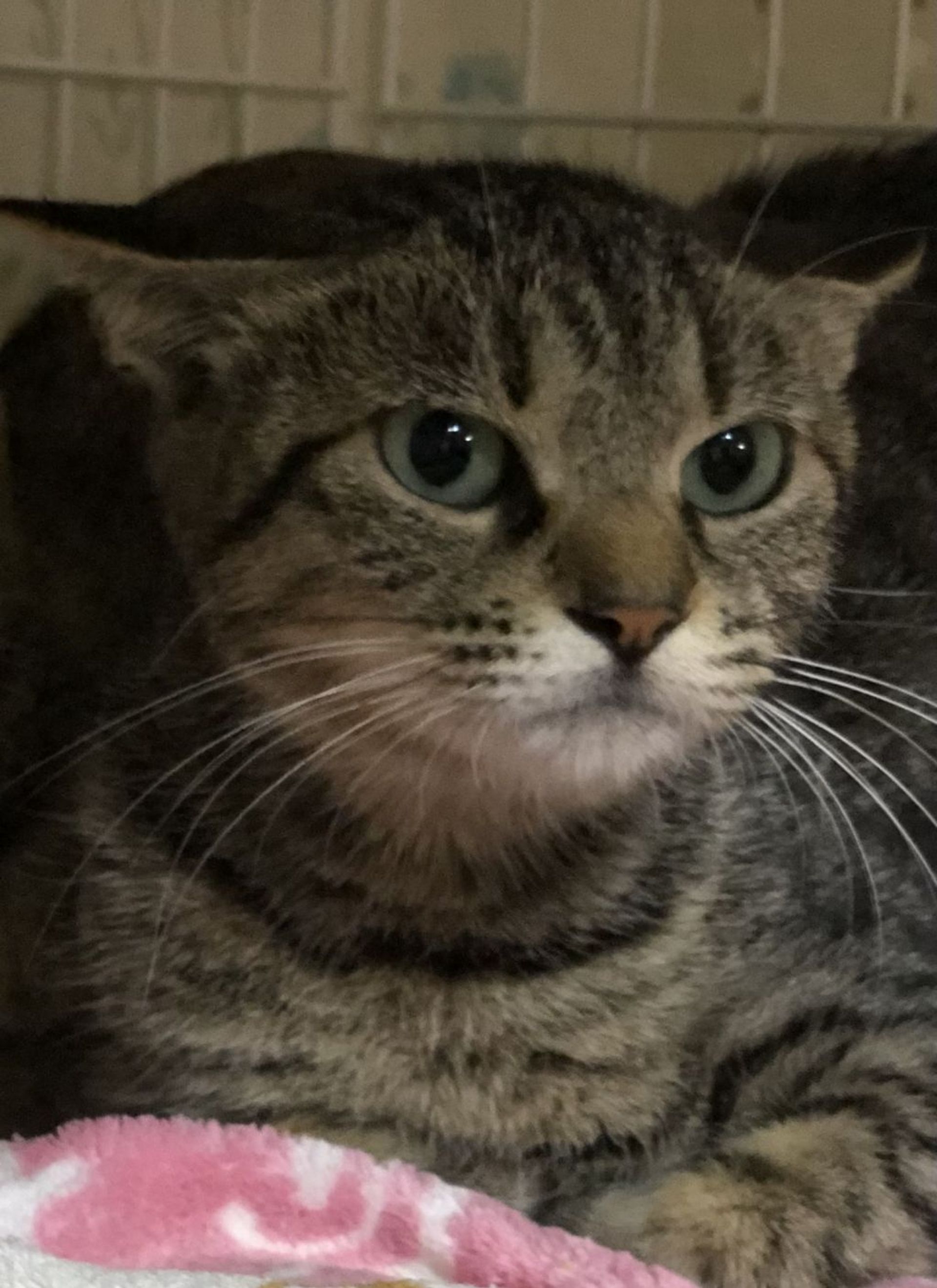雑種（ミックス猫）・メスの里親募集の写真