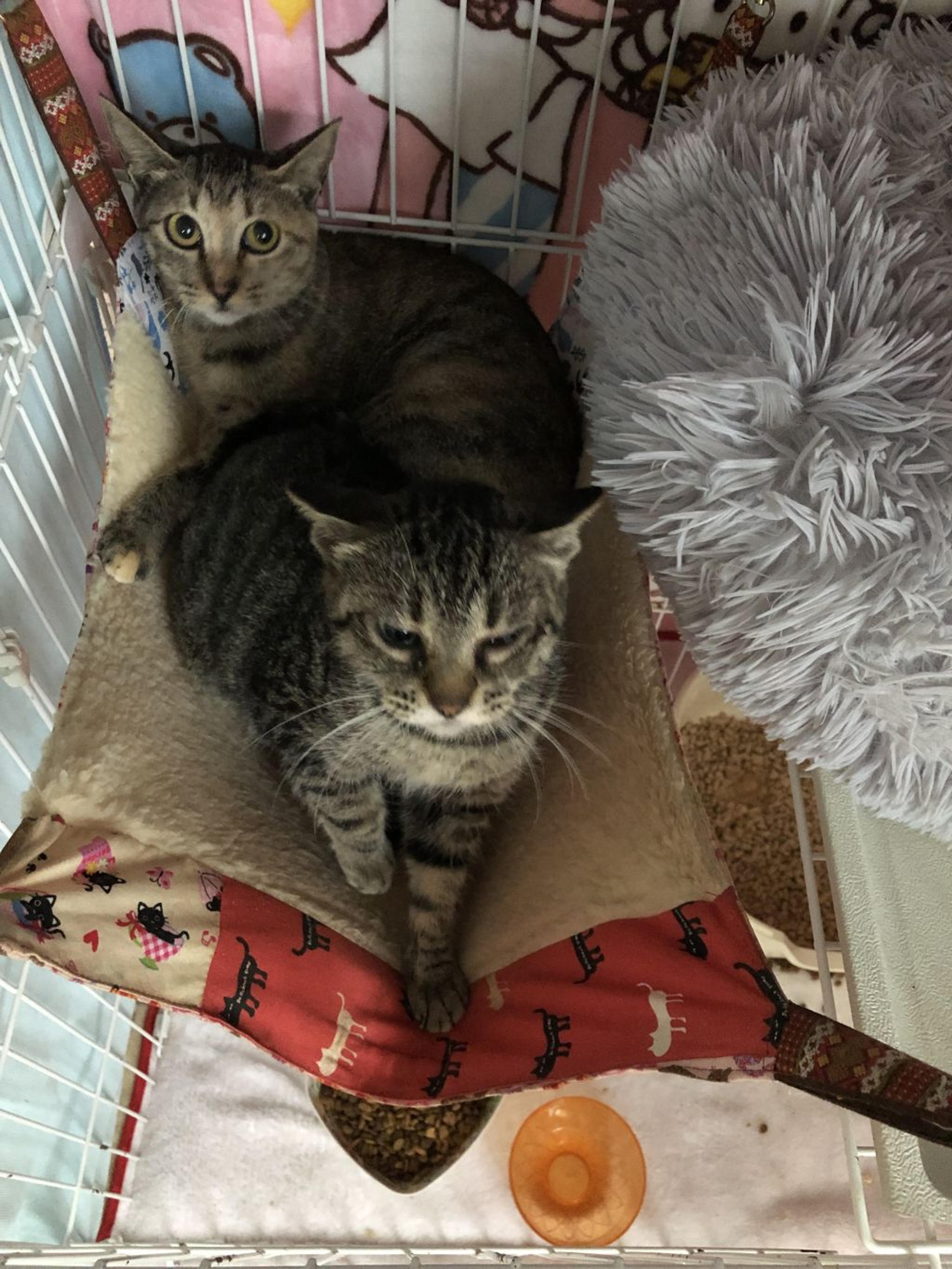 pet-image-4