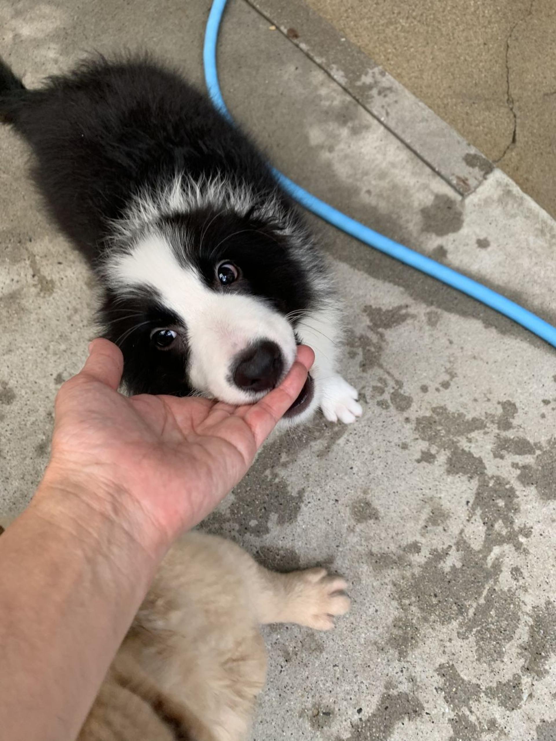 pet-image-3