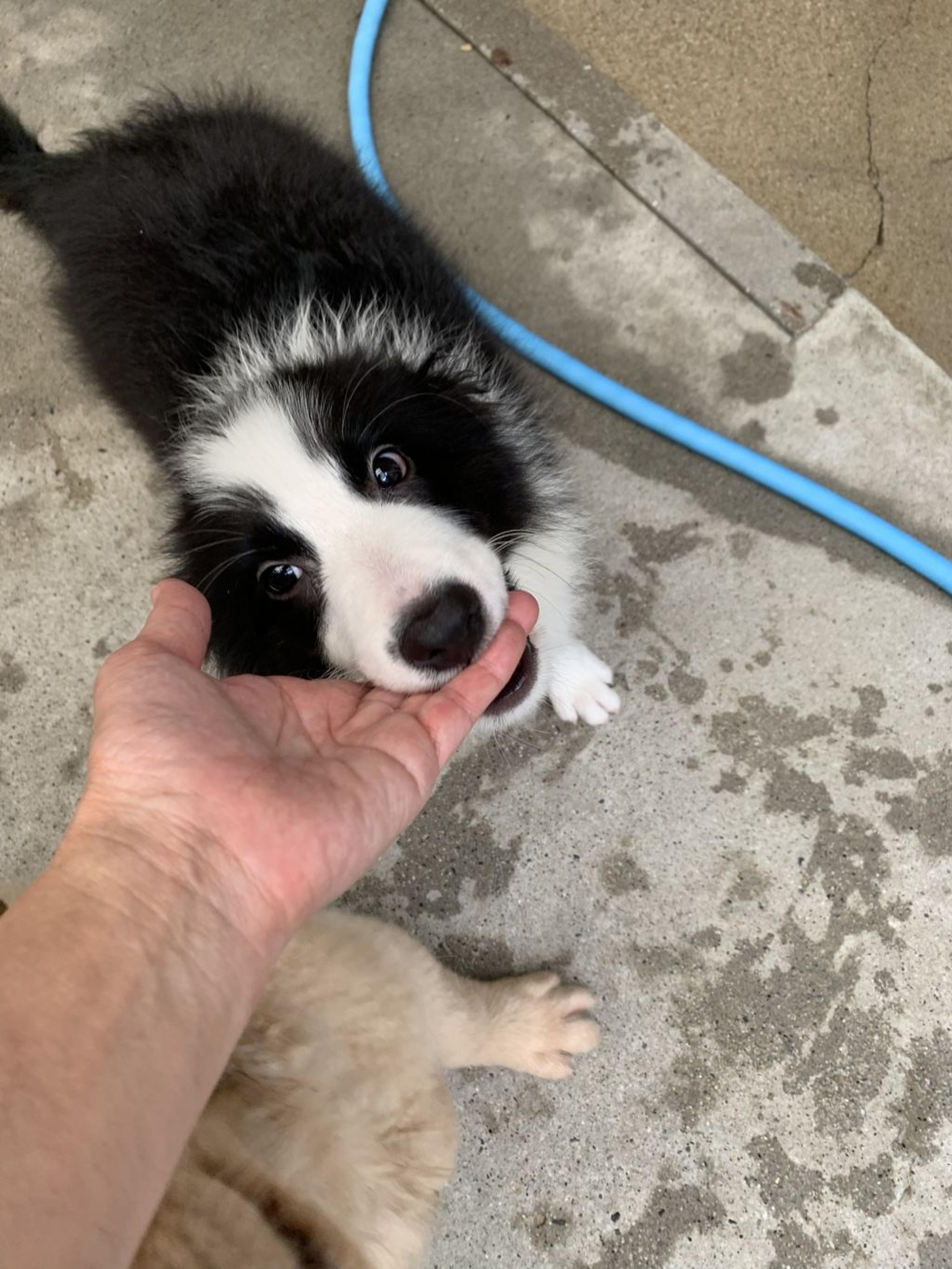 pet-image-3