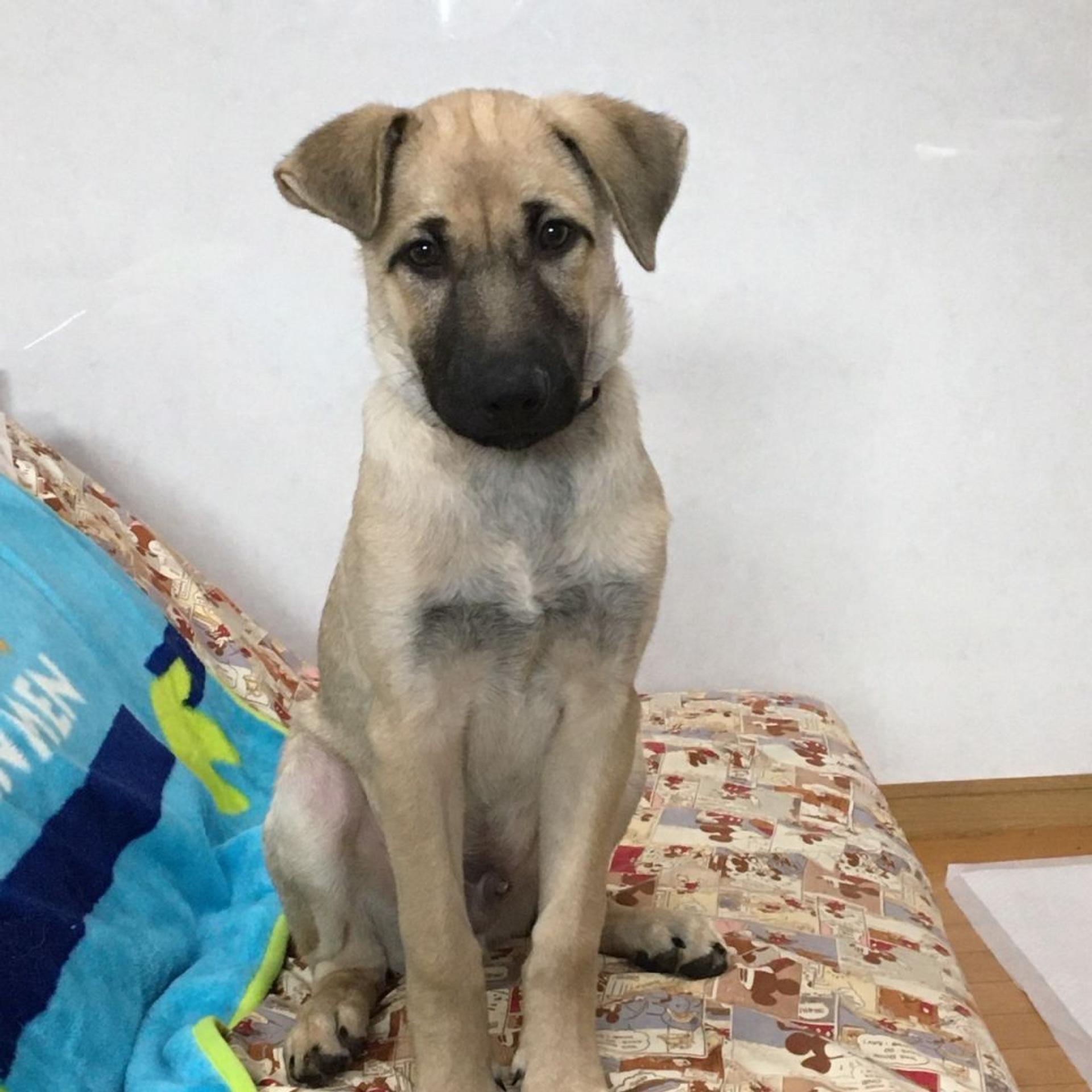 pet-image-3
