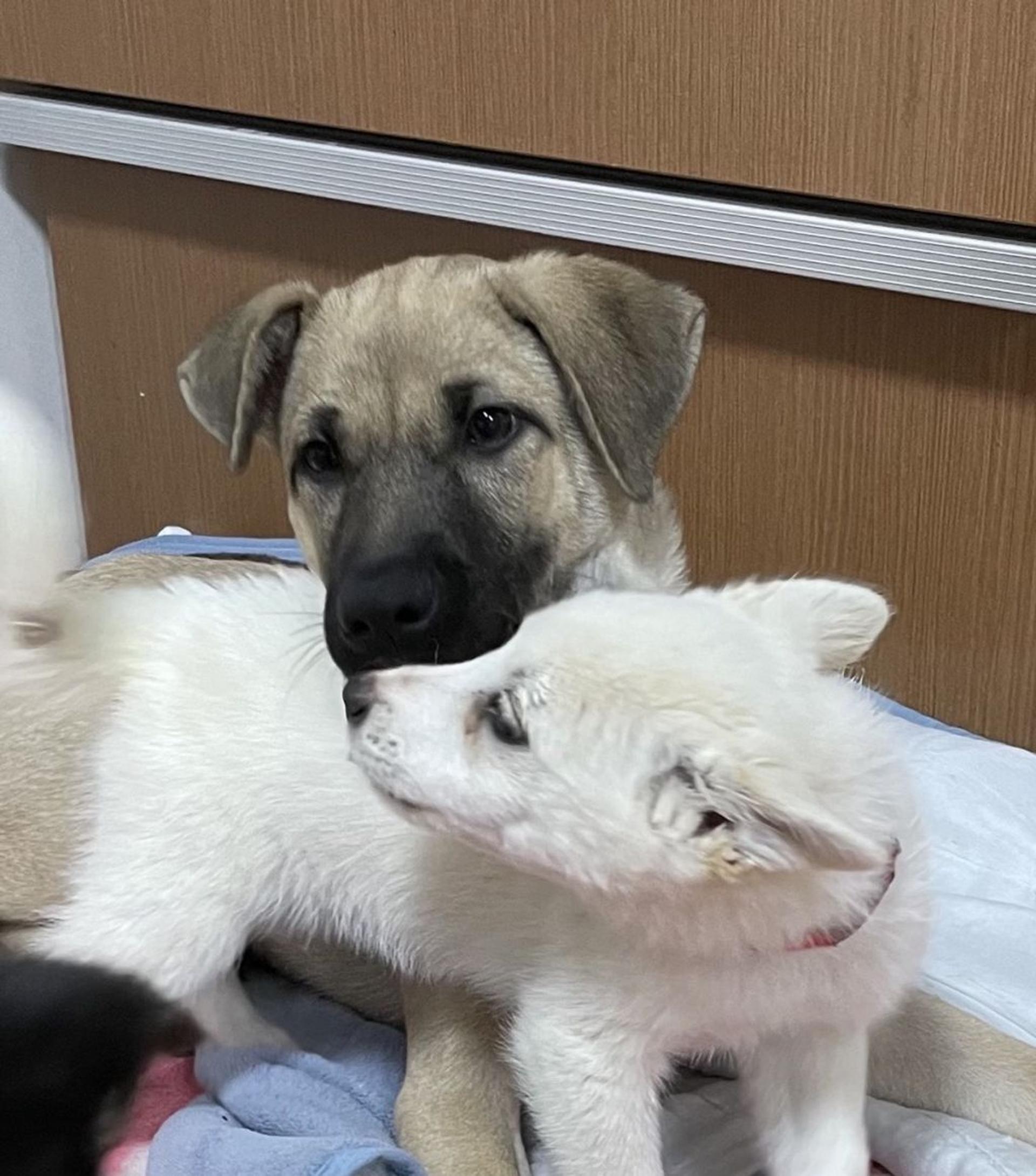 pet-image-5