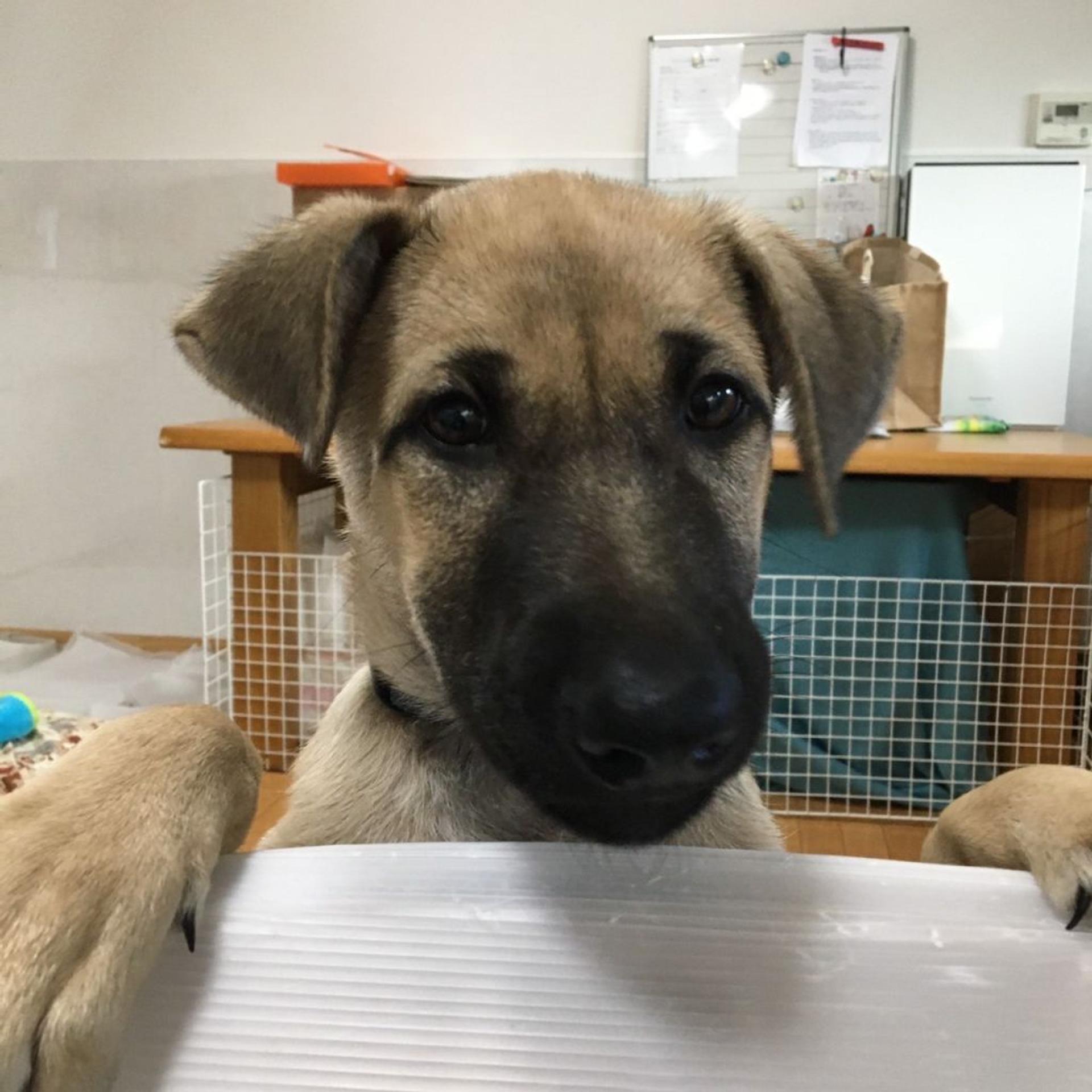 pet-image-9