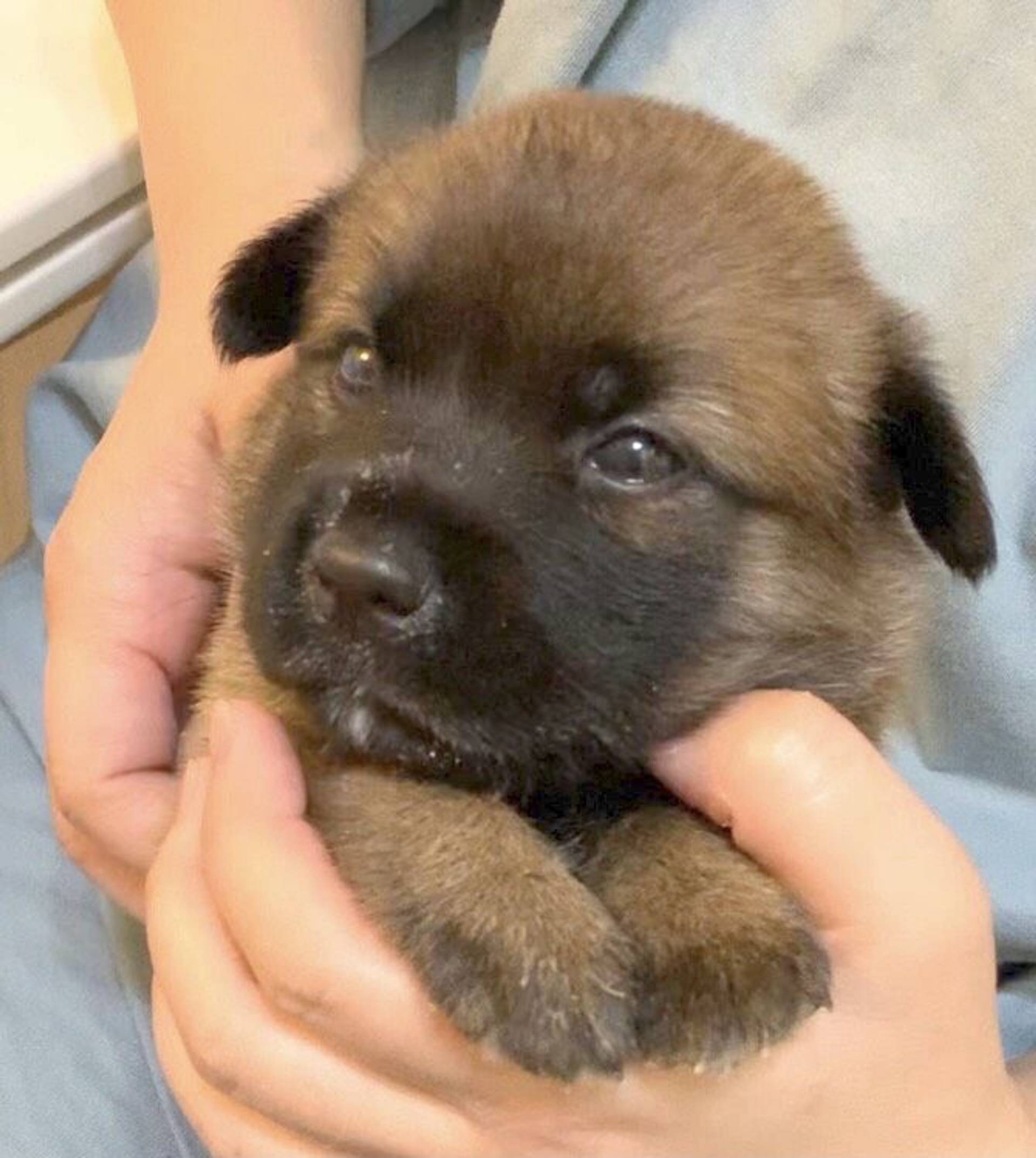 雑種（ミックス犬）・オスの里親募集の写真