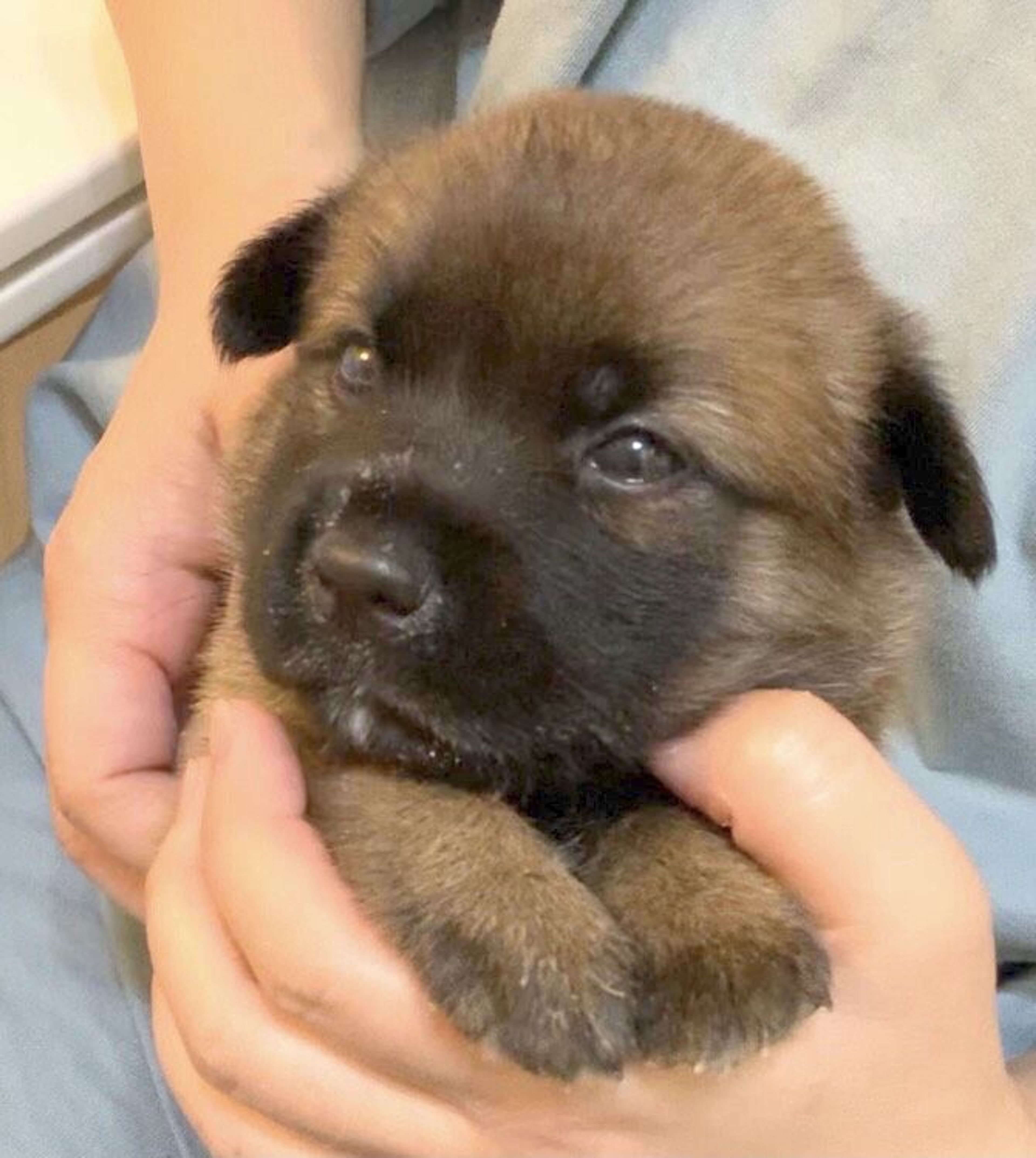 雑種（ミックス犬）・オスの里親募集の写真