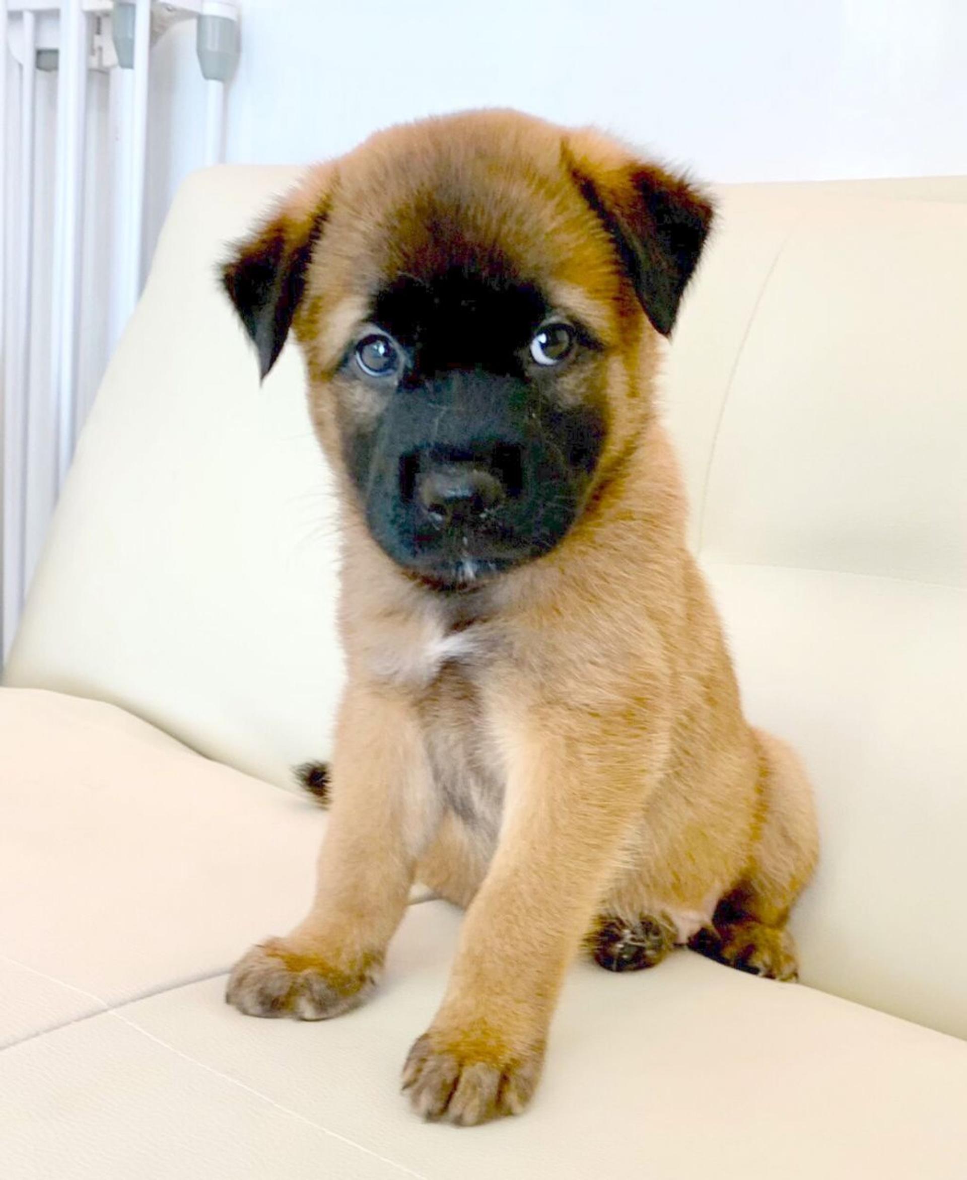 pet-image-2