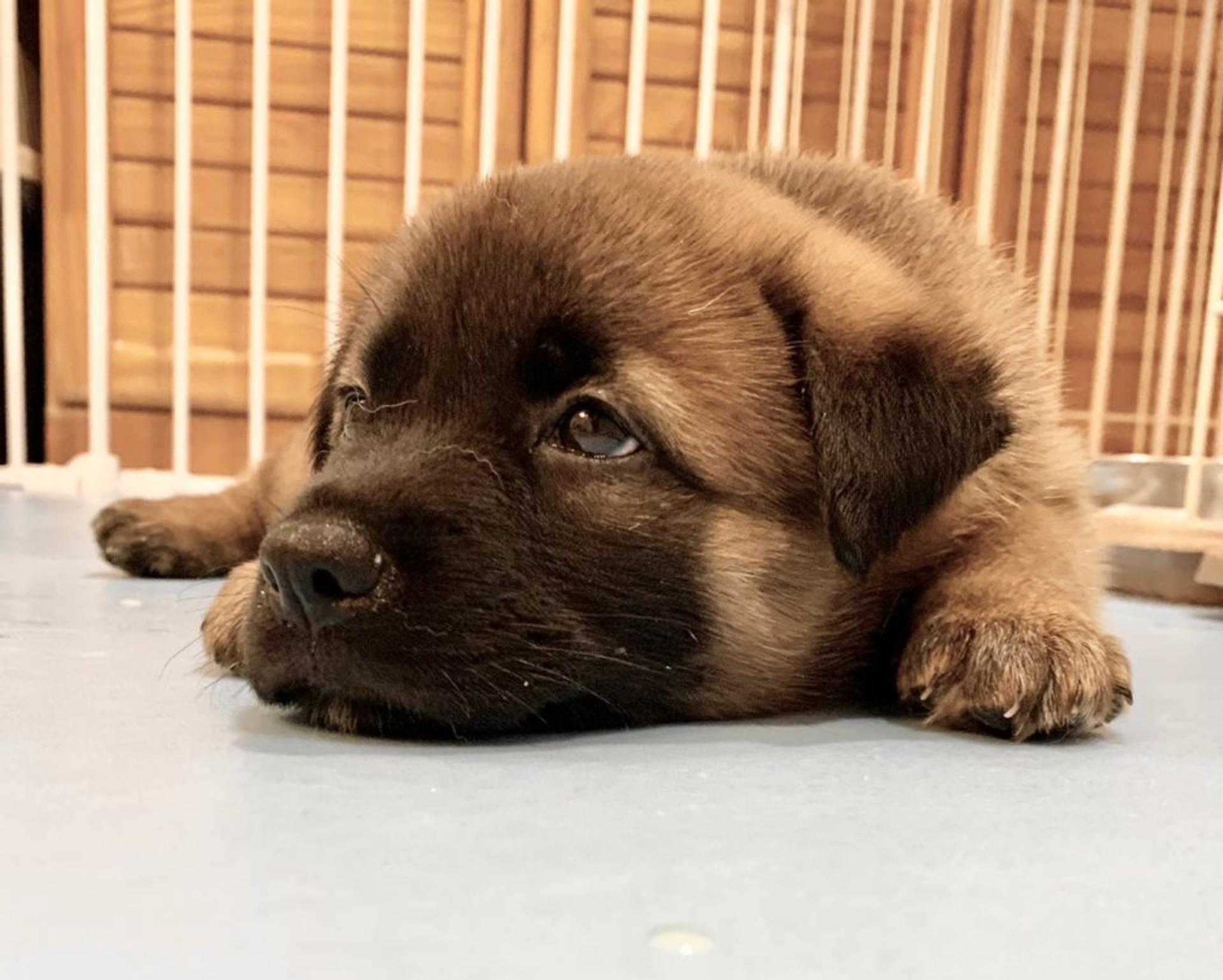 pet-image-3
