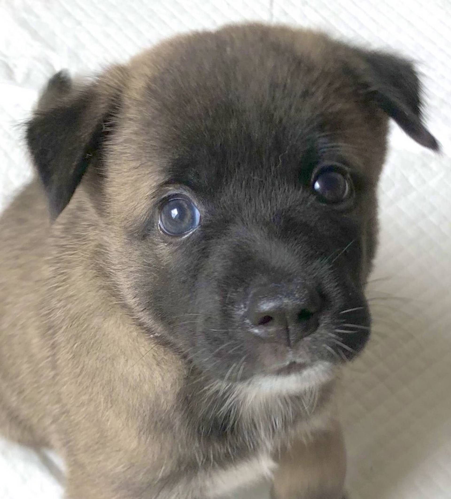 雑種（ミックス犬）・オスの里親募集の写真