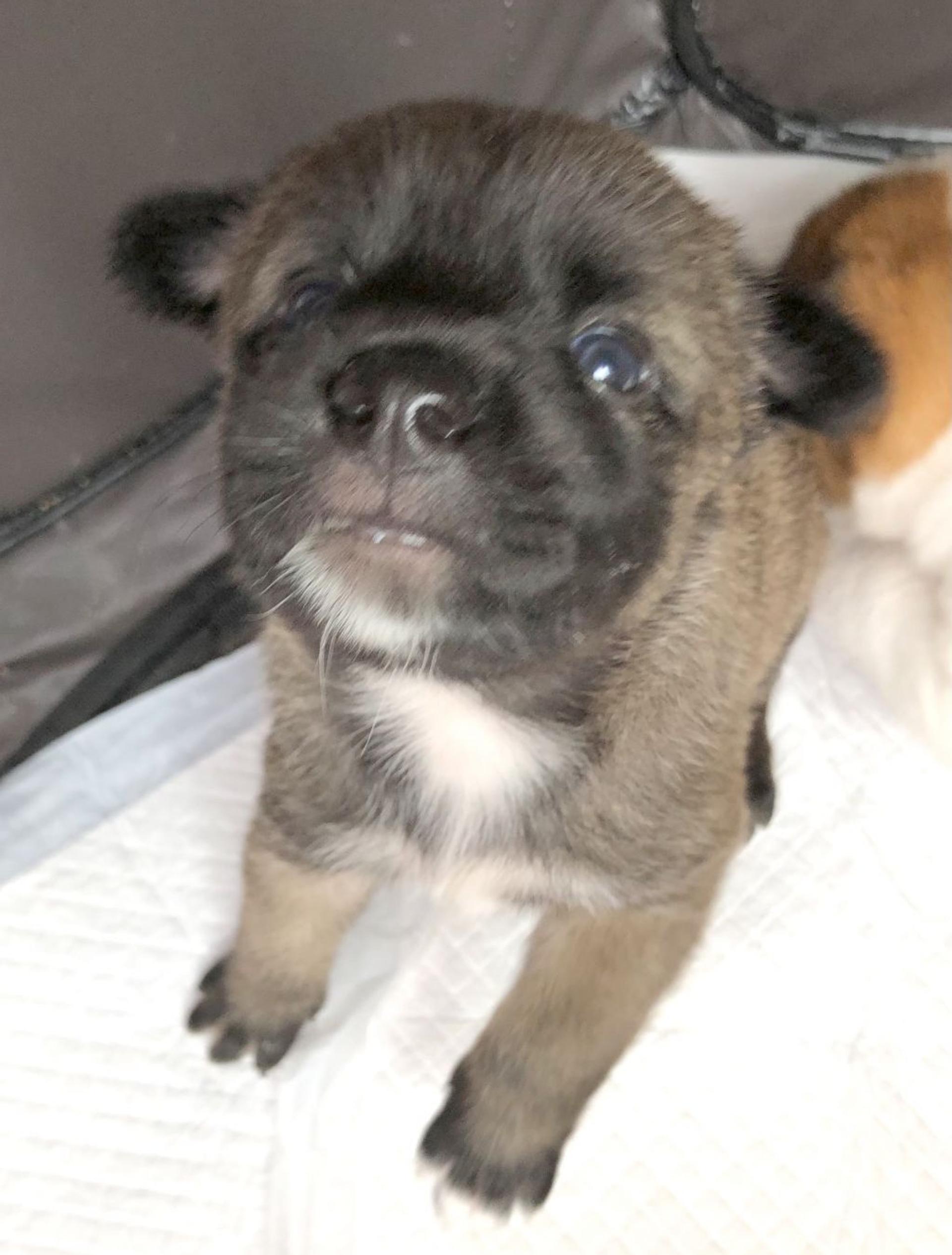 pet-image-2