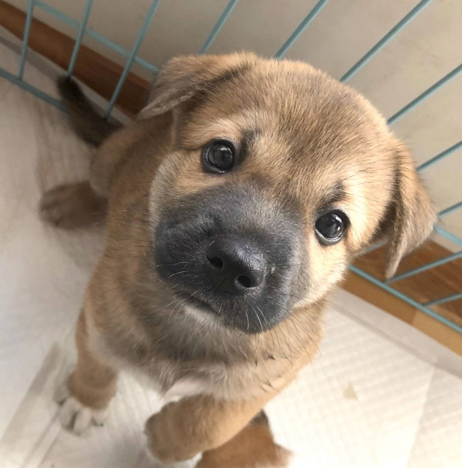 雑種（ミックス犬）・オスの里親募集の写真