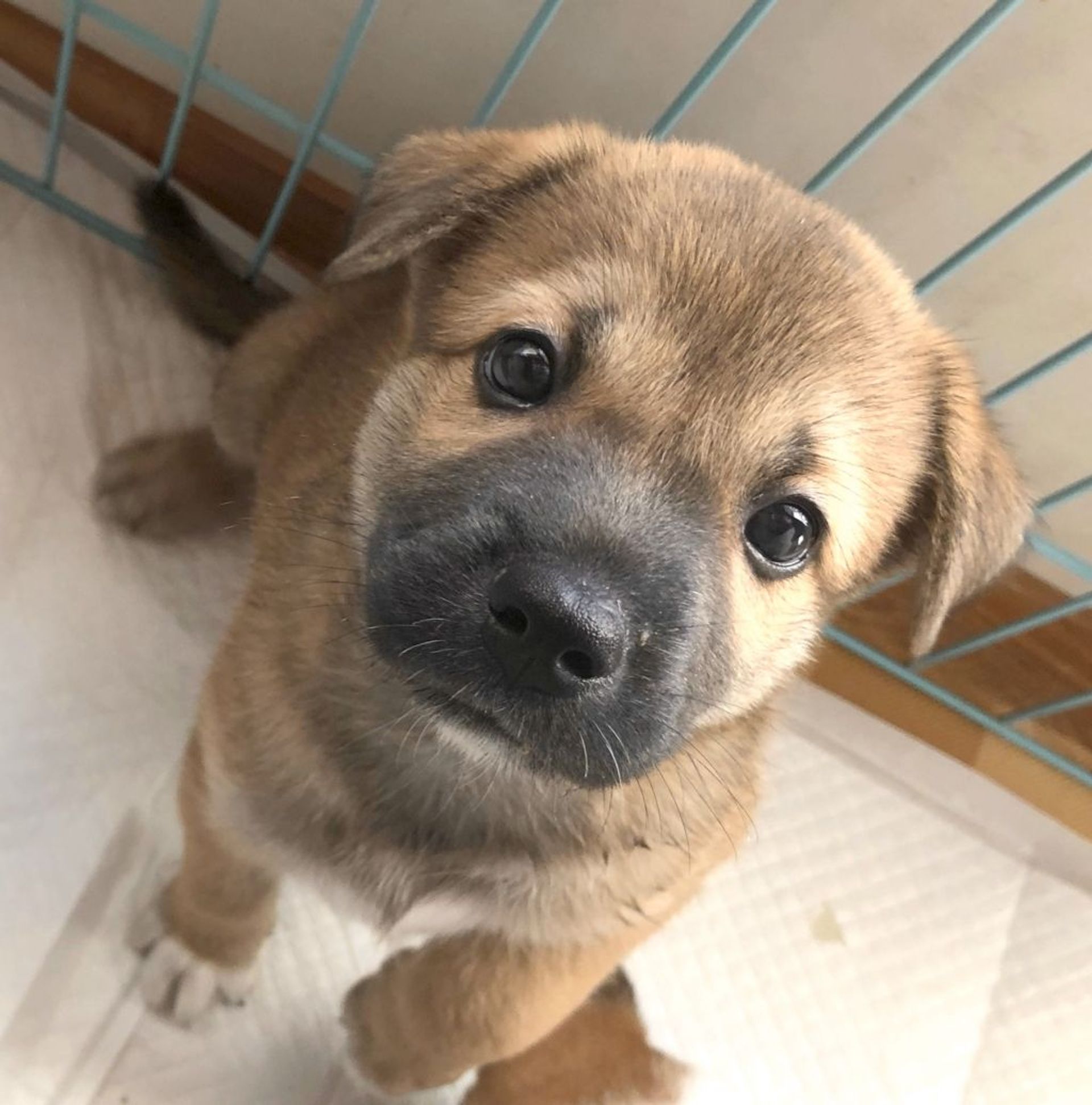 雑種（ミックス犬）・オスの里親募集の写真
