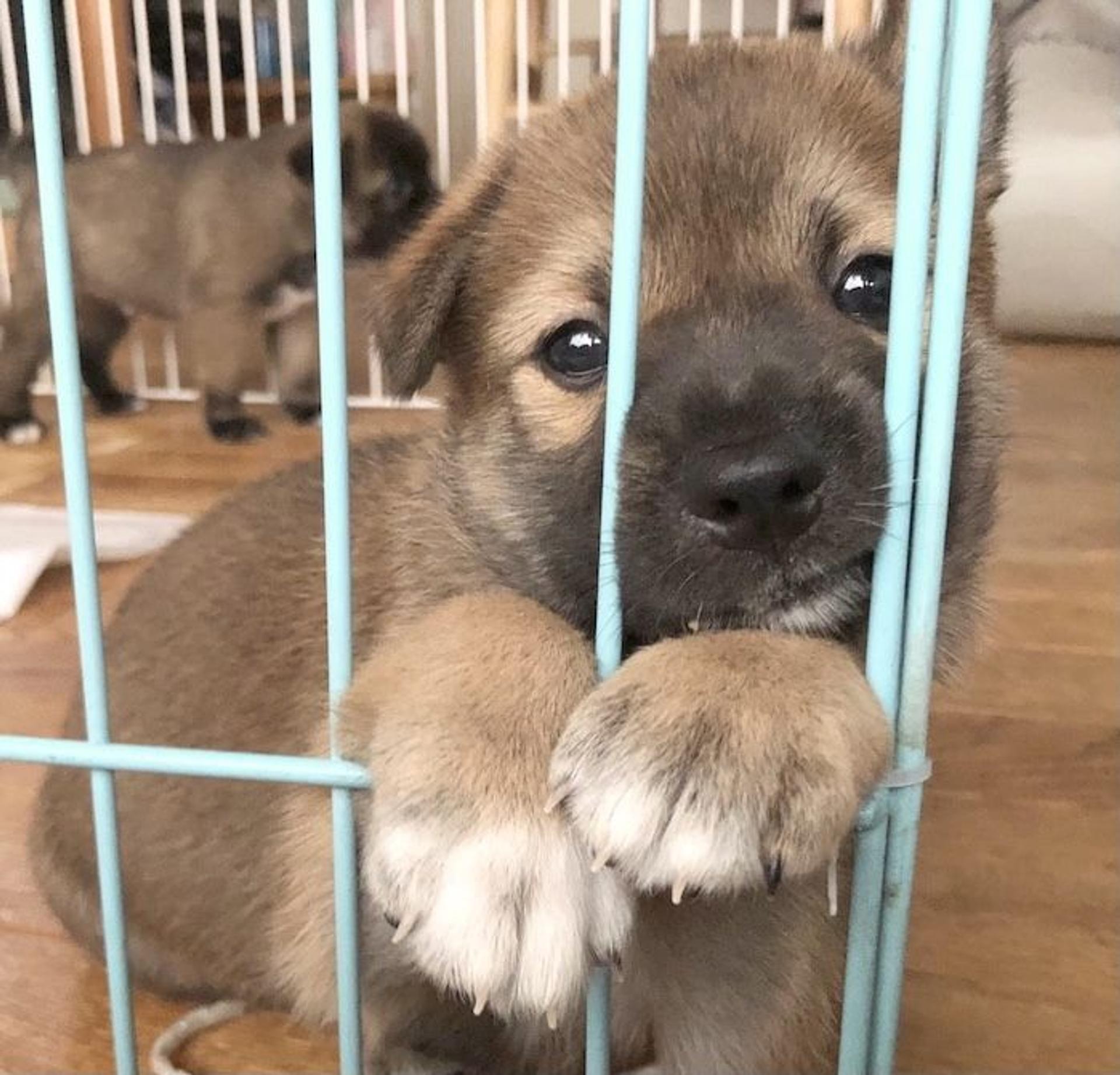 pet-image-8