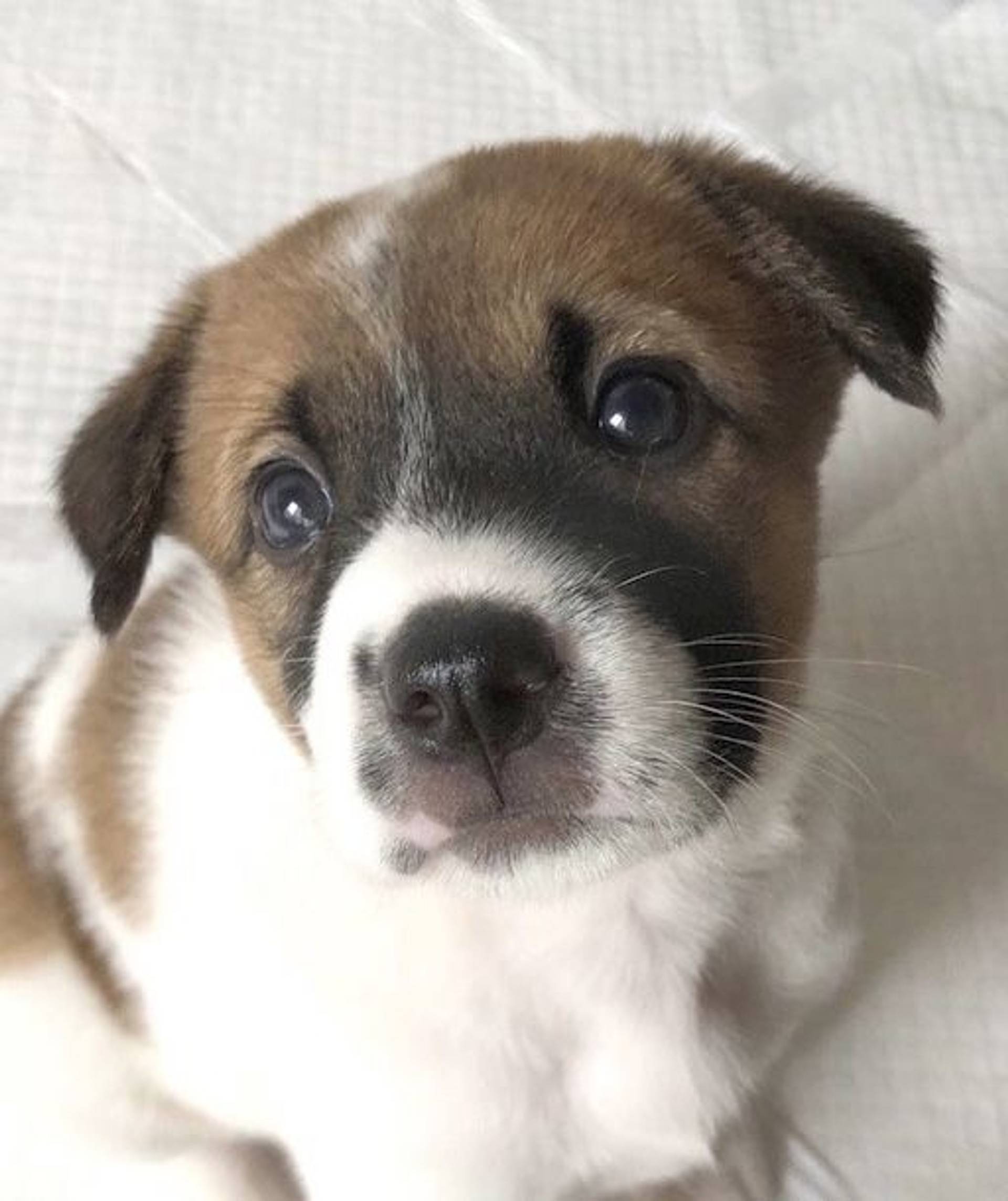 雑種（ミックス犬）・メスの里親募集の写真