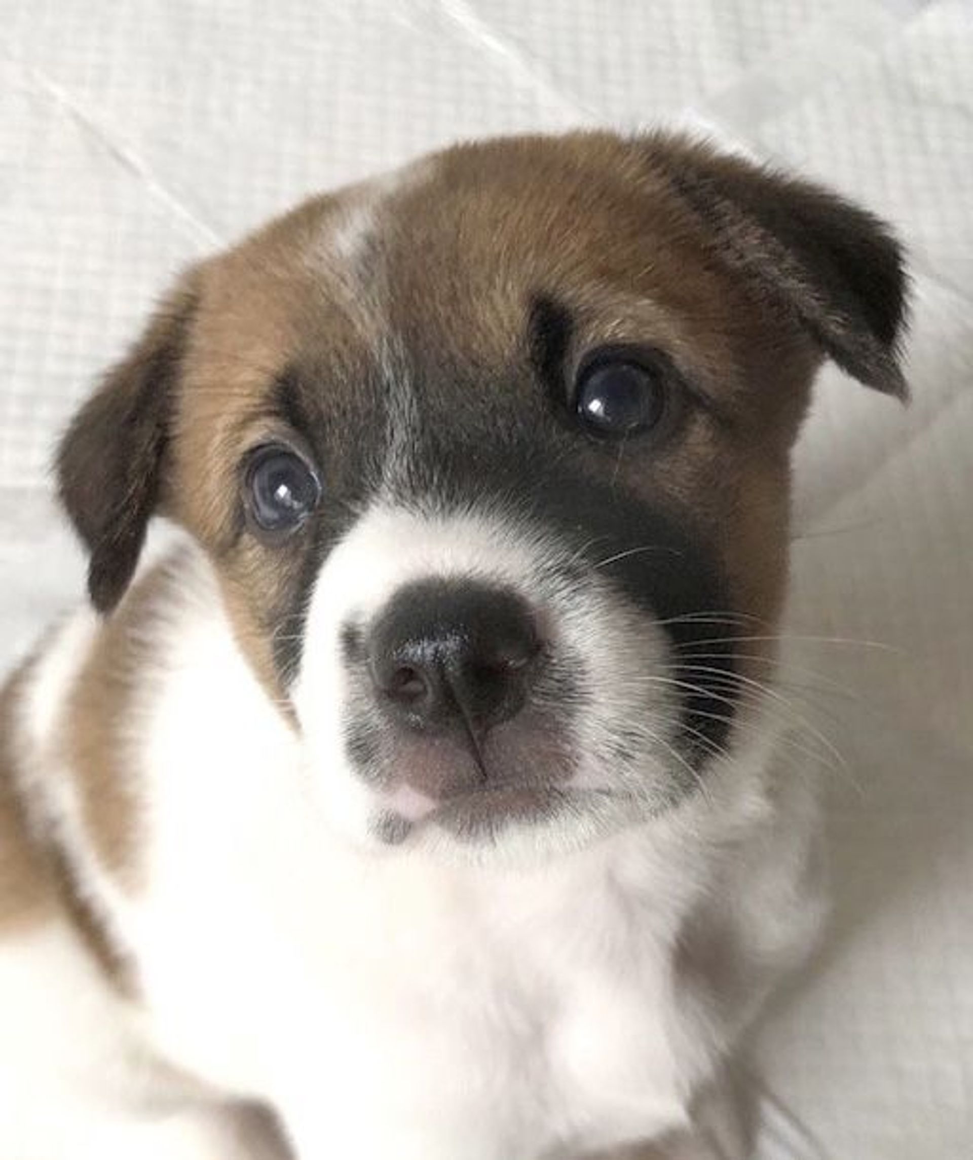 雑種（ミックス犬）・メスの里親募集の写真