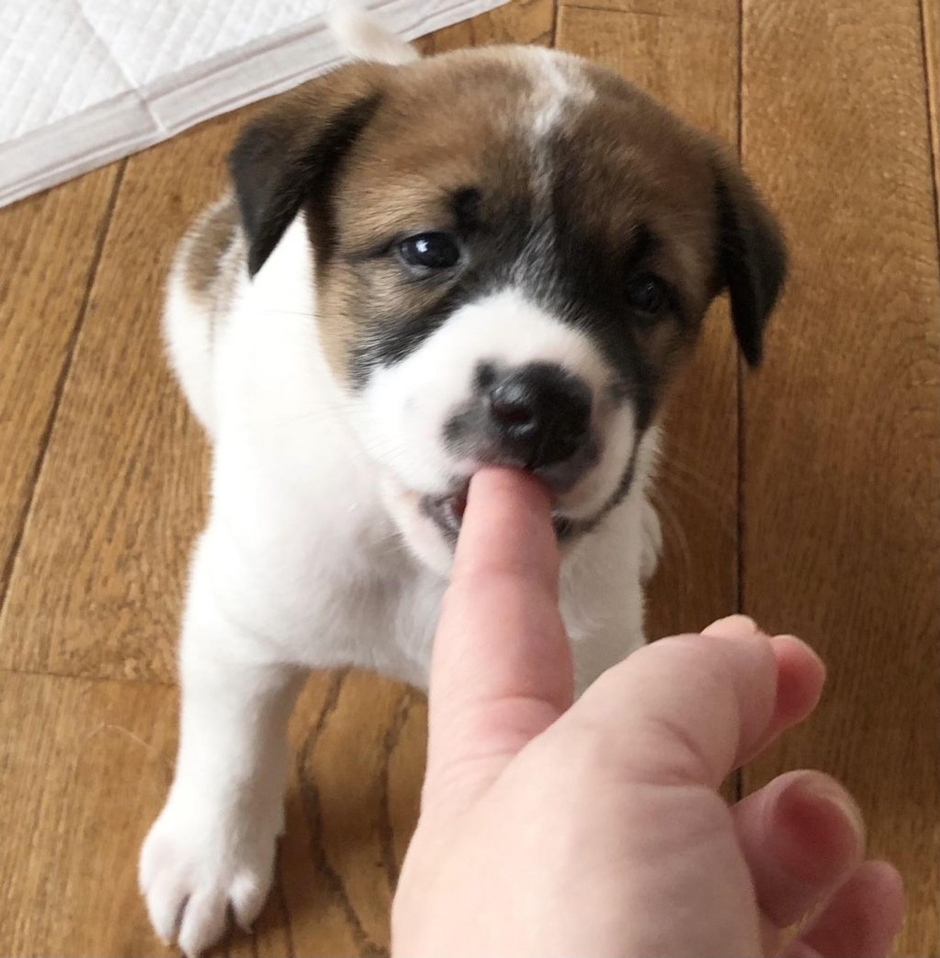 pet-image-2