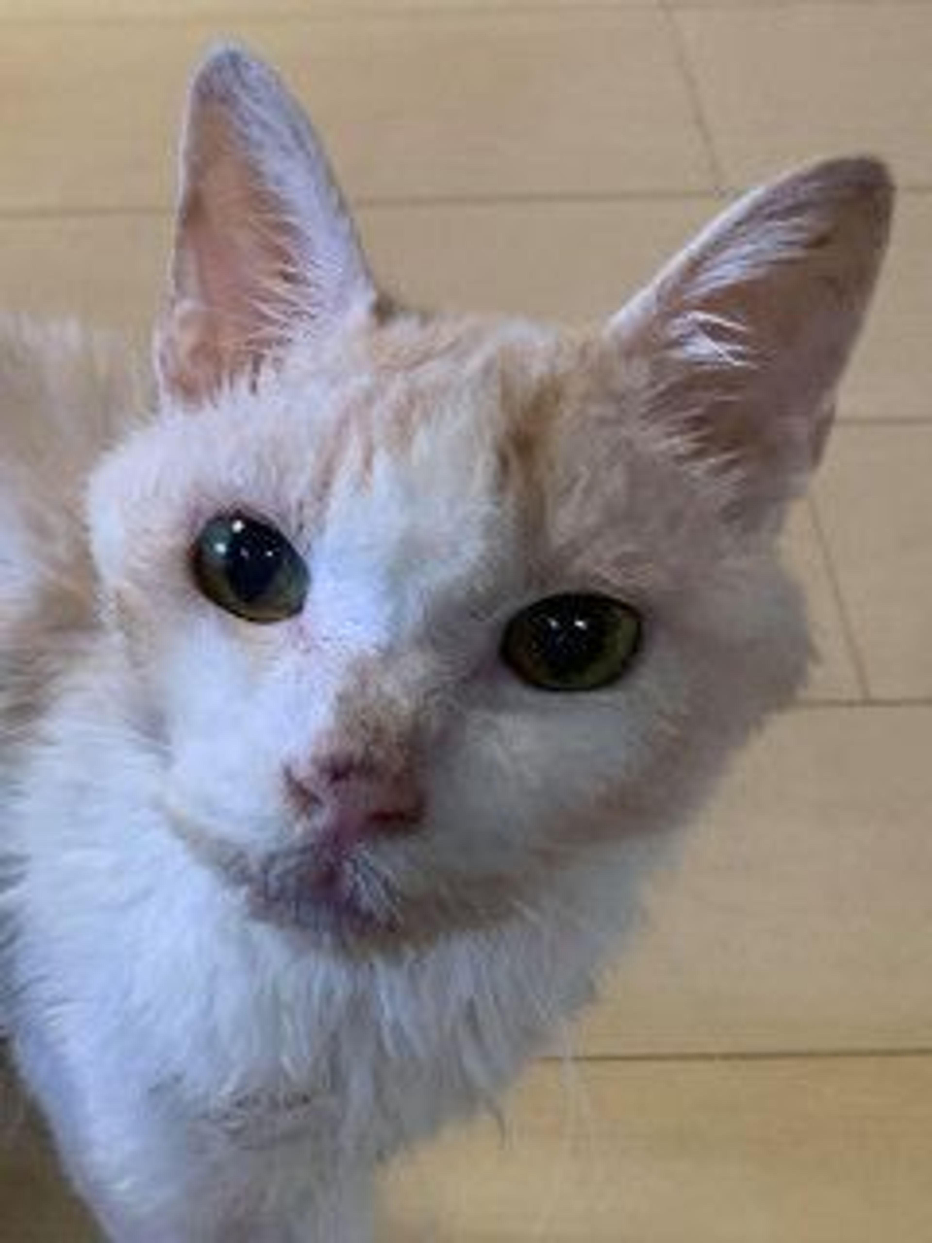 雑種（ミックス猫）・オスの里親募集の写真