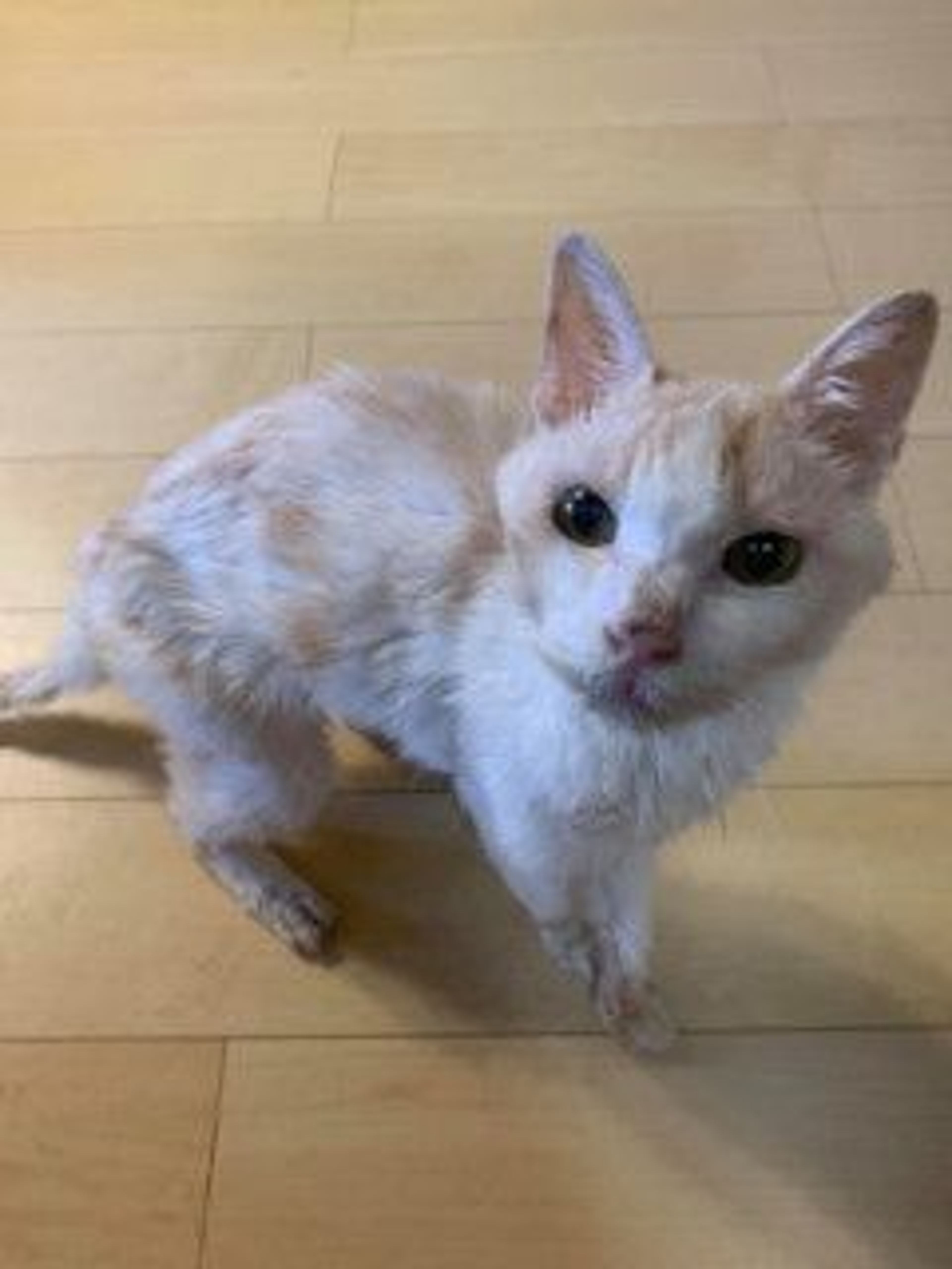 pet-image-3
