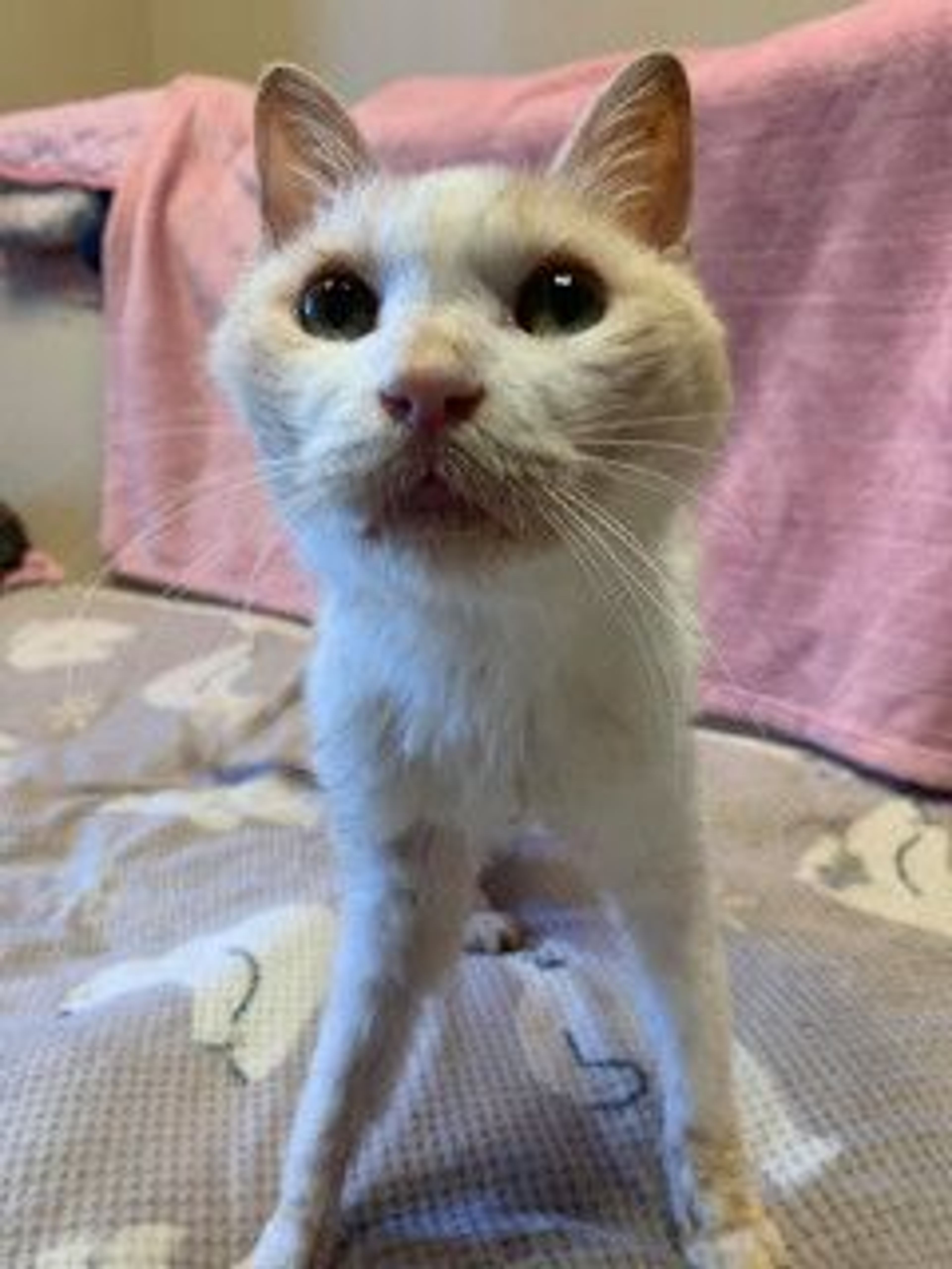 pet-image-5