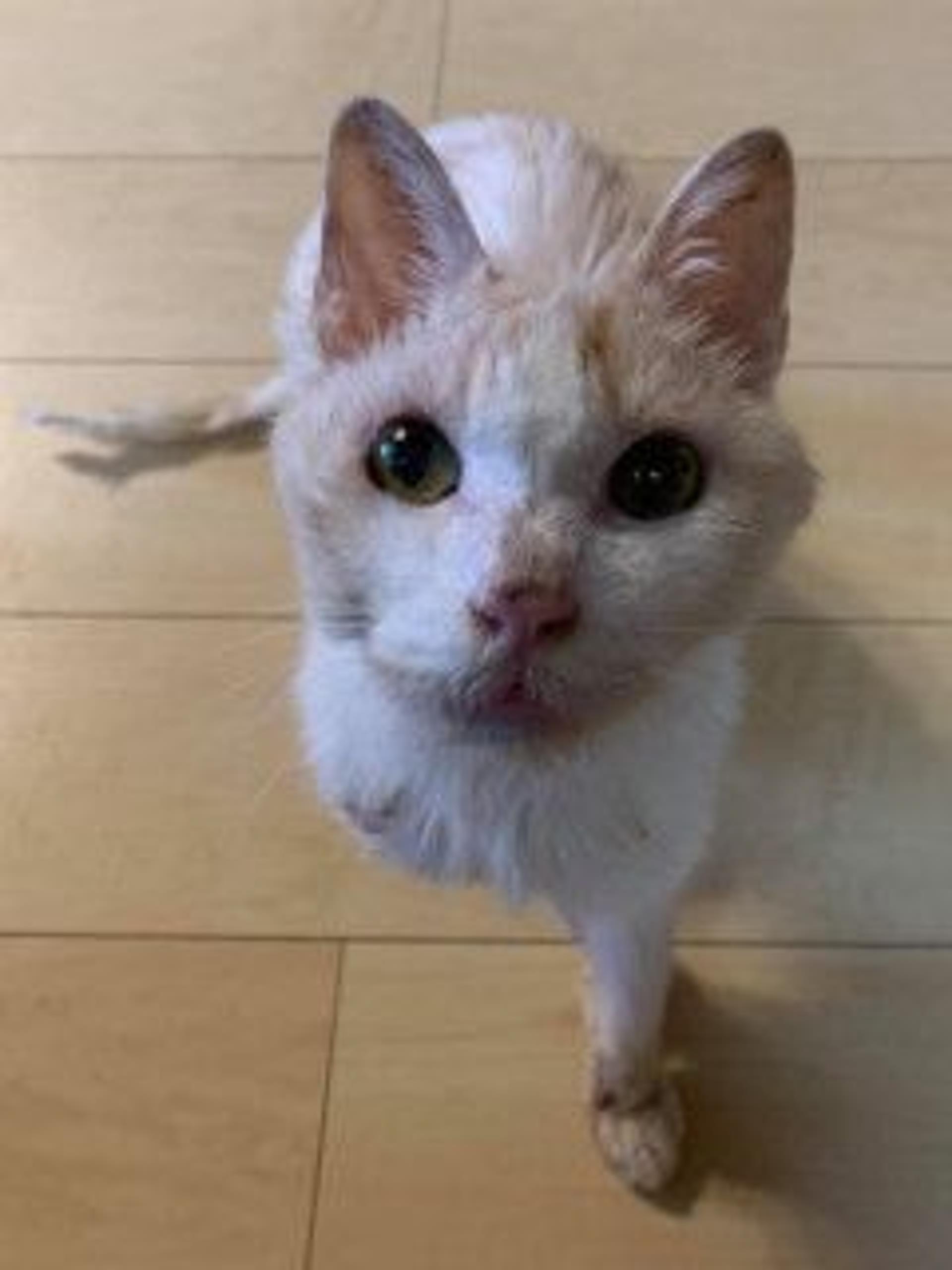 pet-image-7