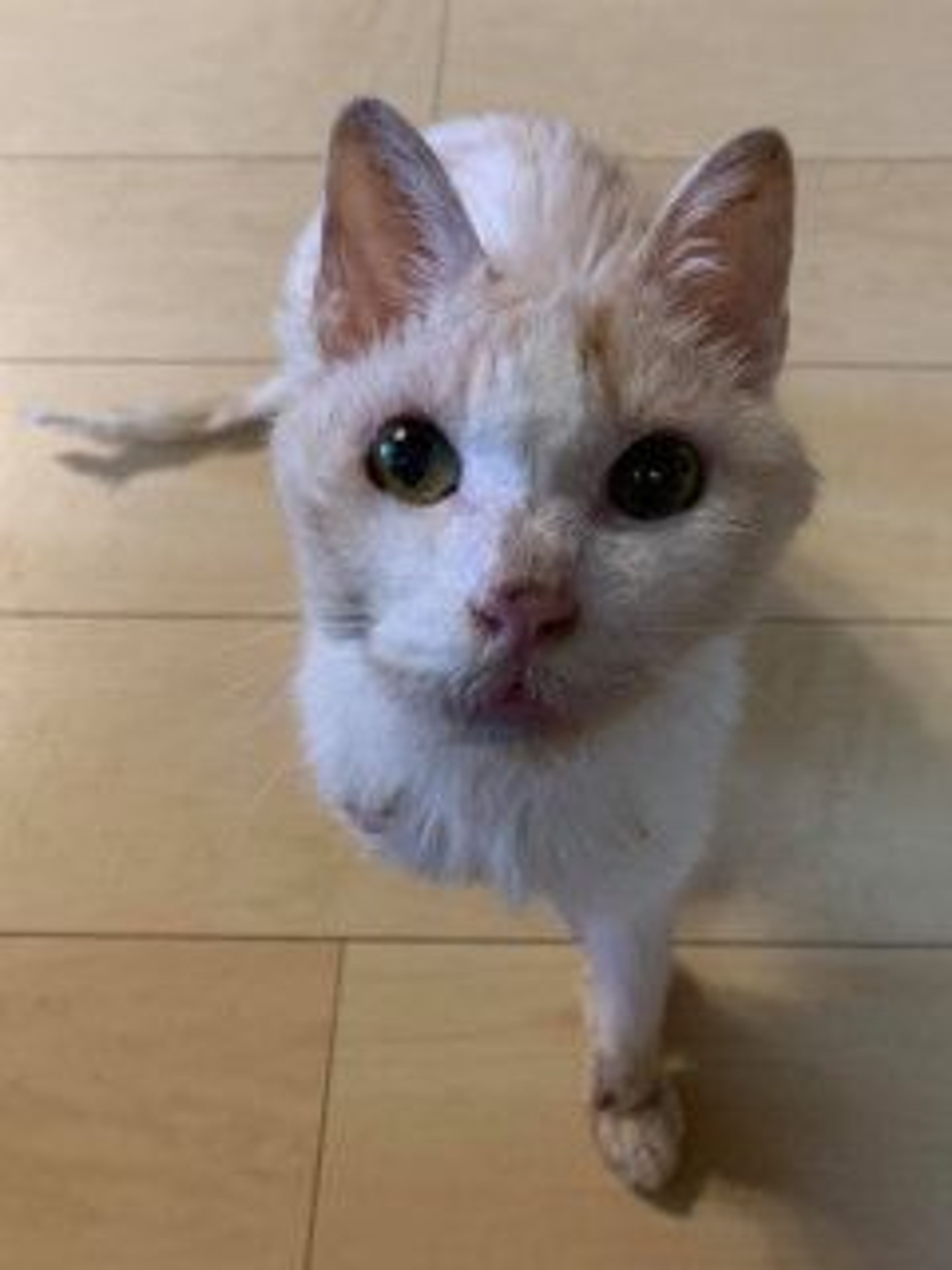 pet-image-7