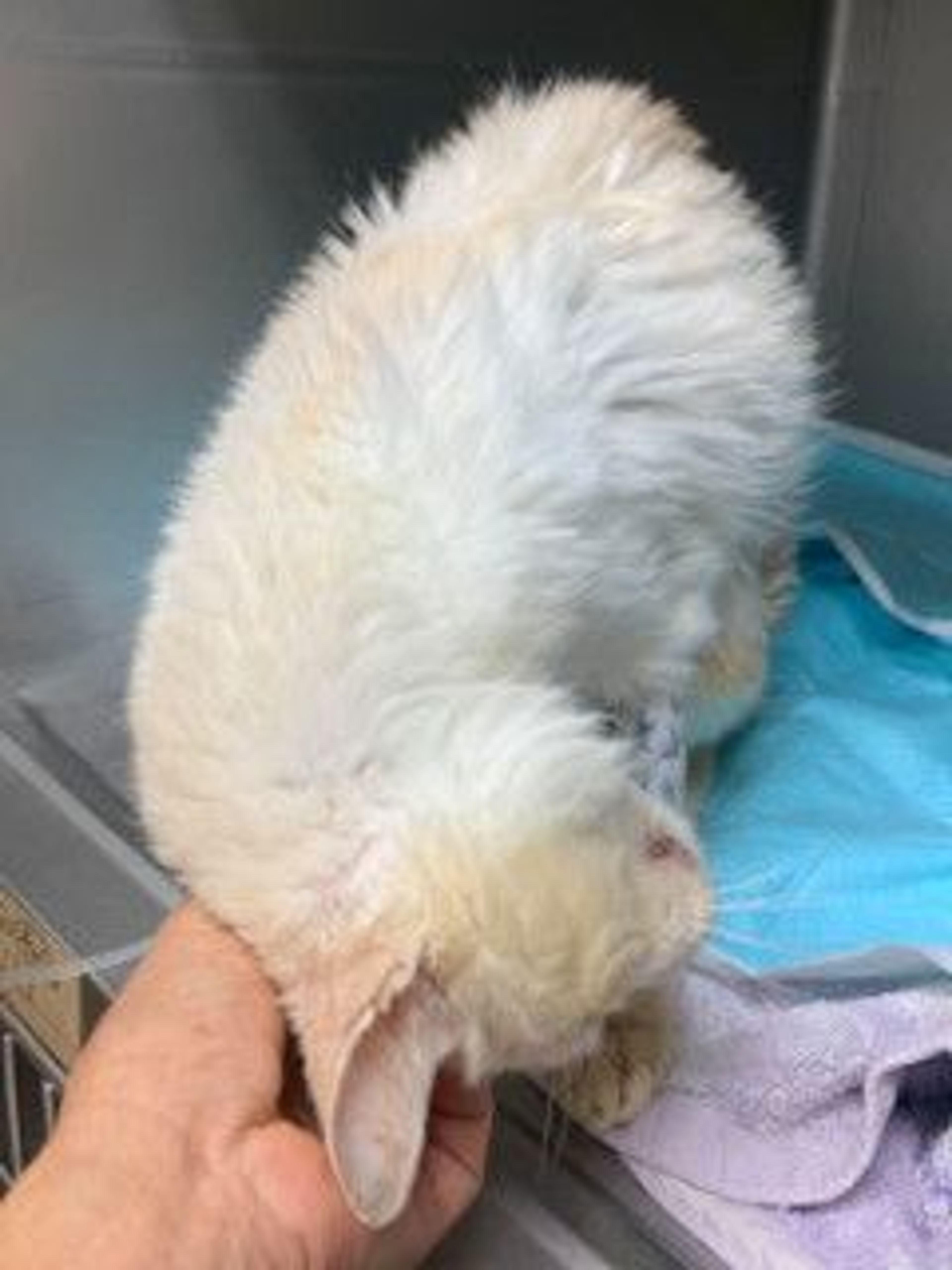 pet-image-8